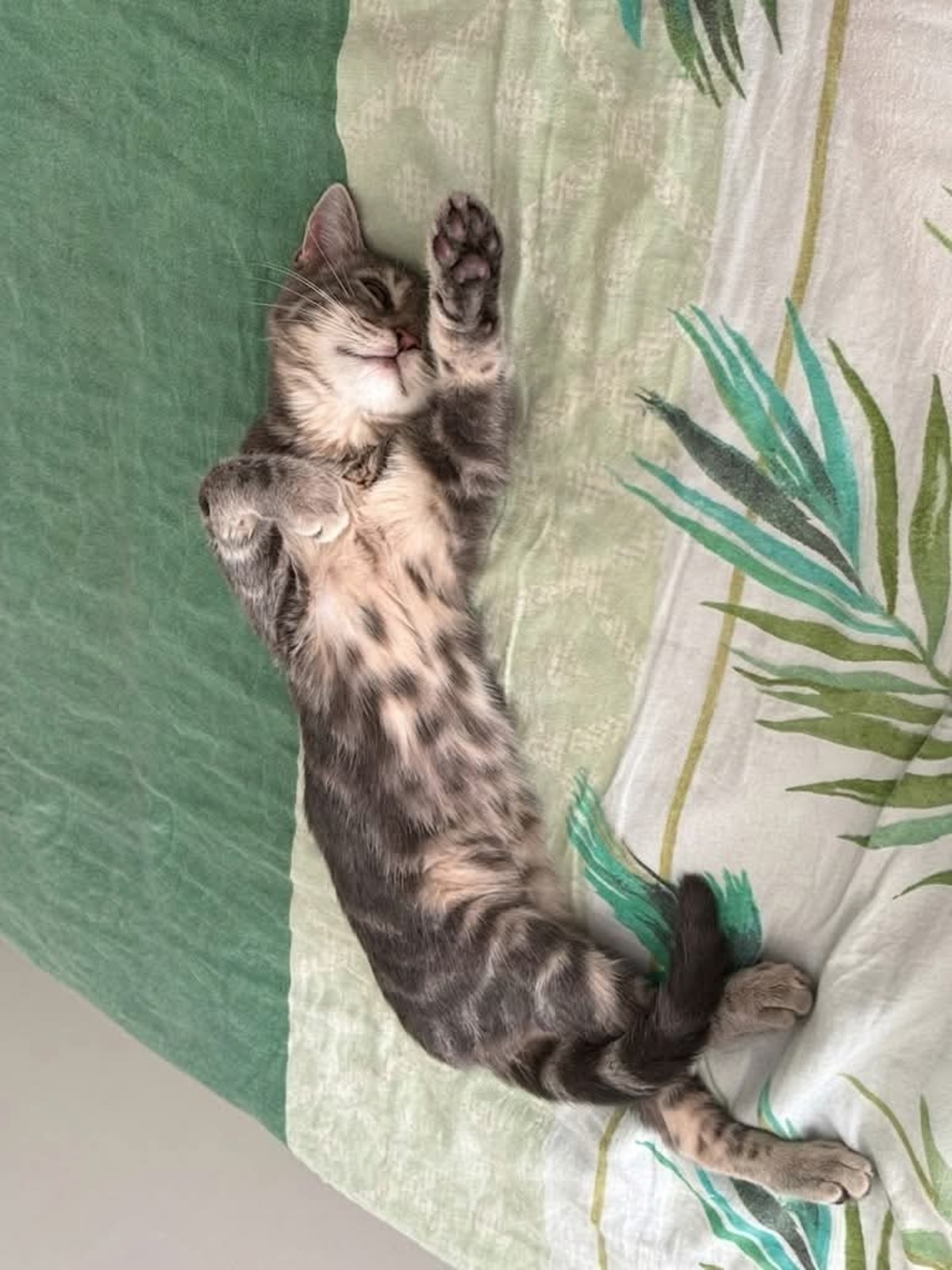 Adoption Mononoke petite de iska