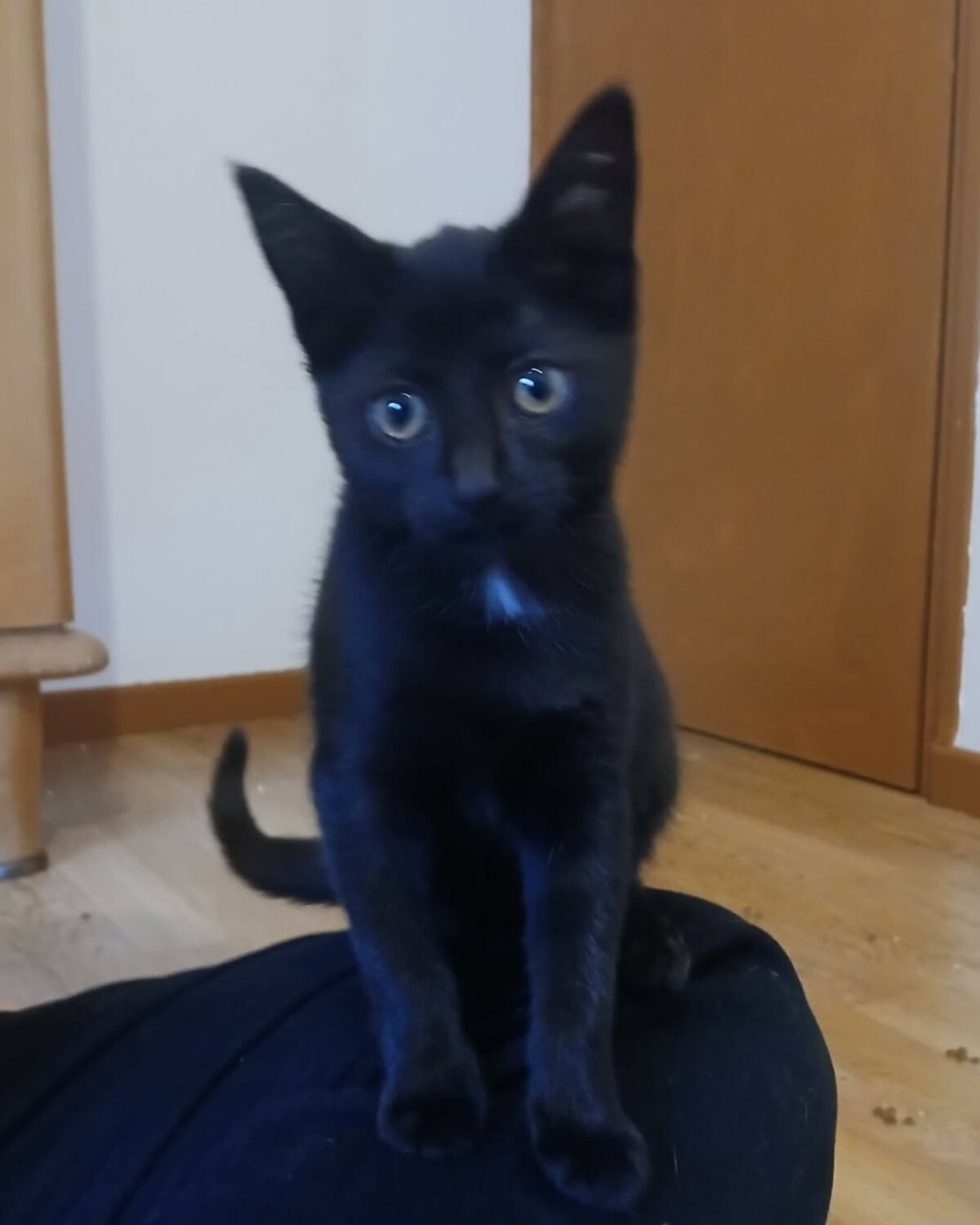Adoption Sael