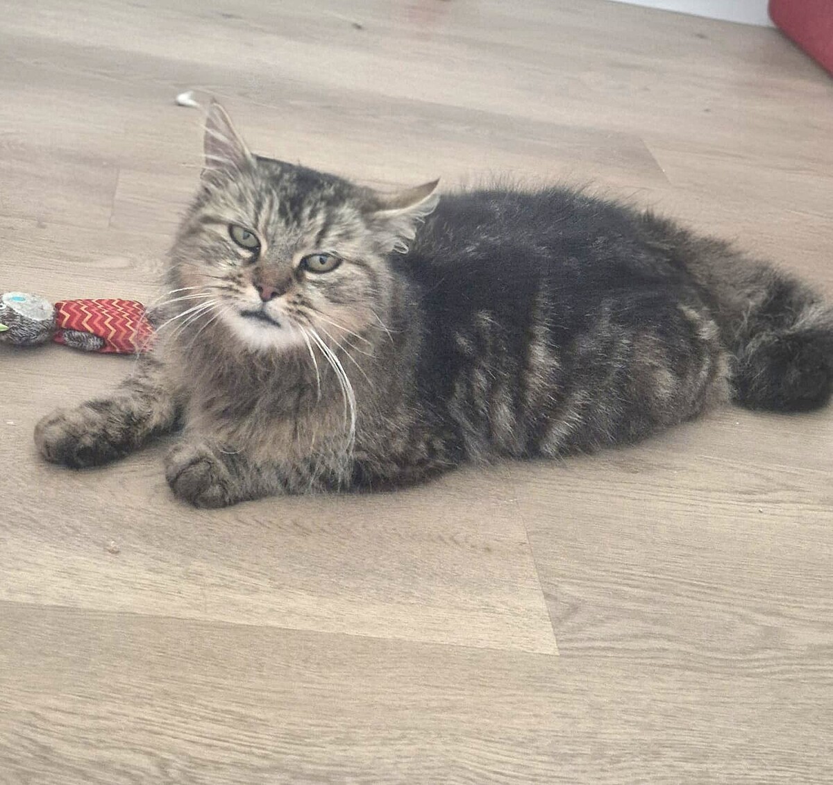 Adoption Vély