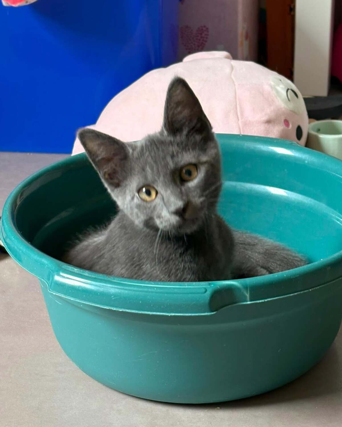 Adoption Blue