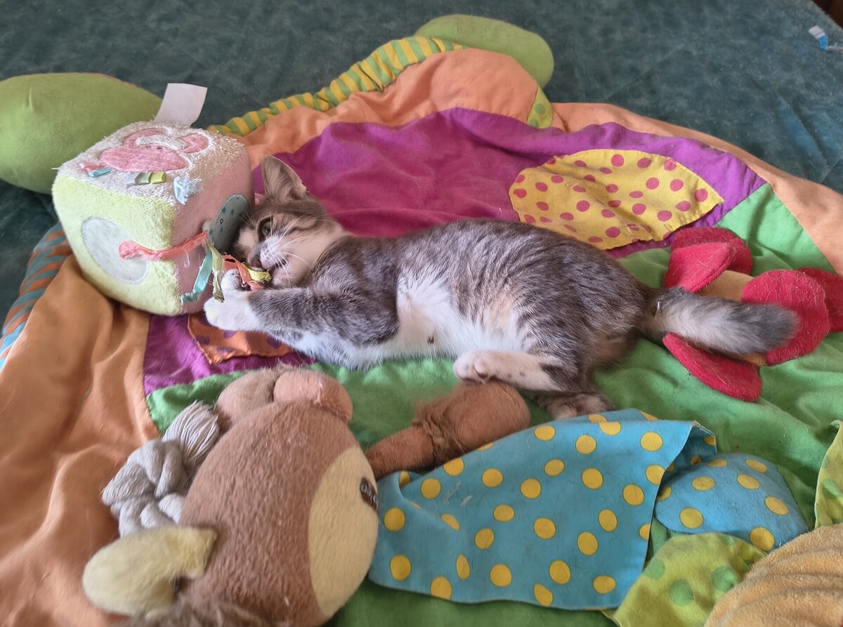 Adoption Vroum
