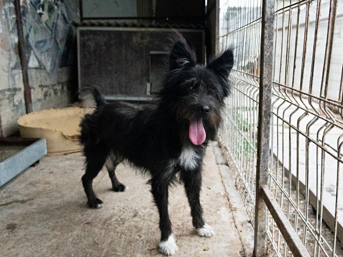Adoption Rita