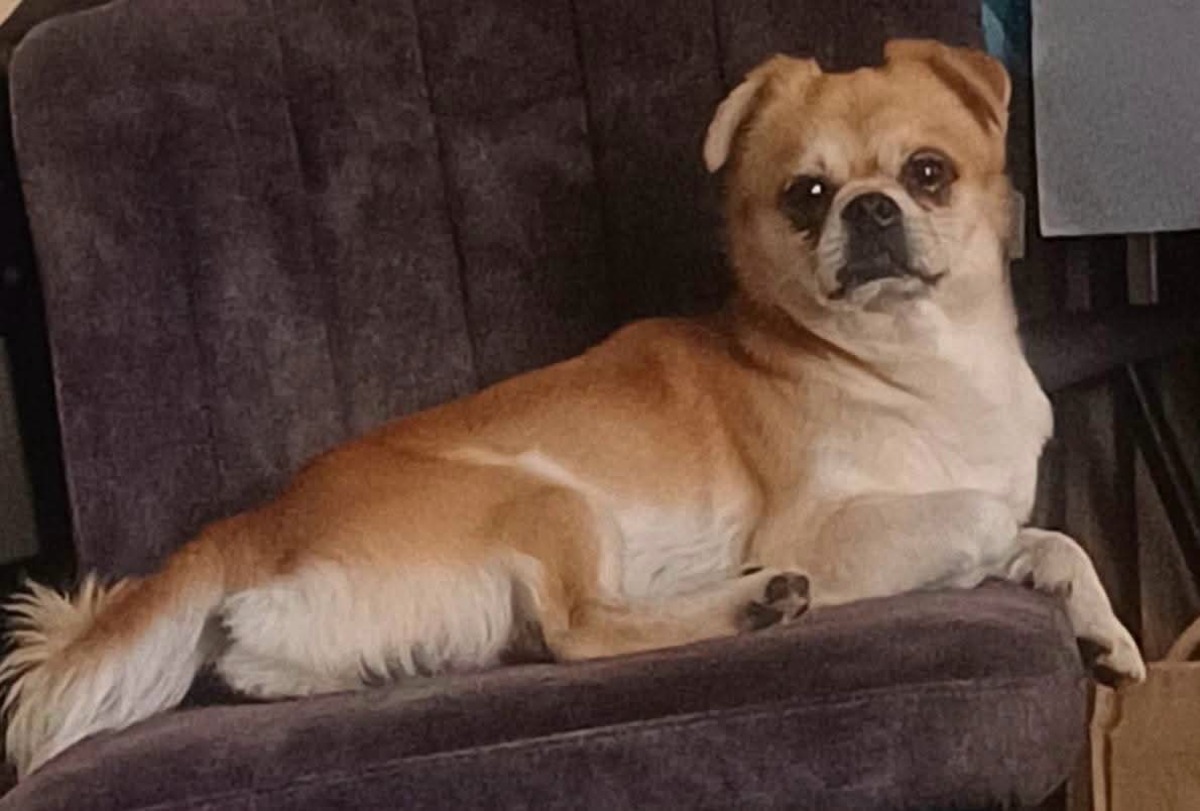 Adoption Roby