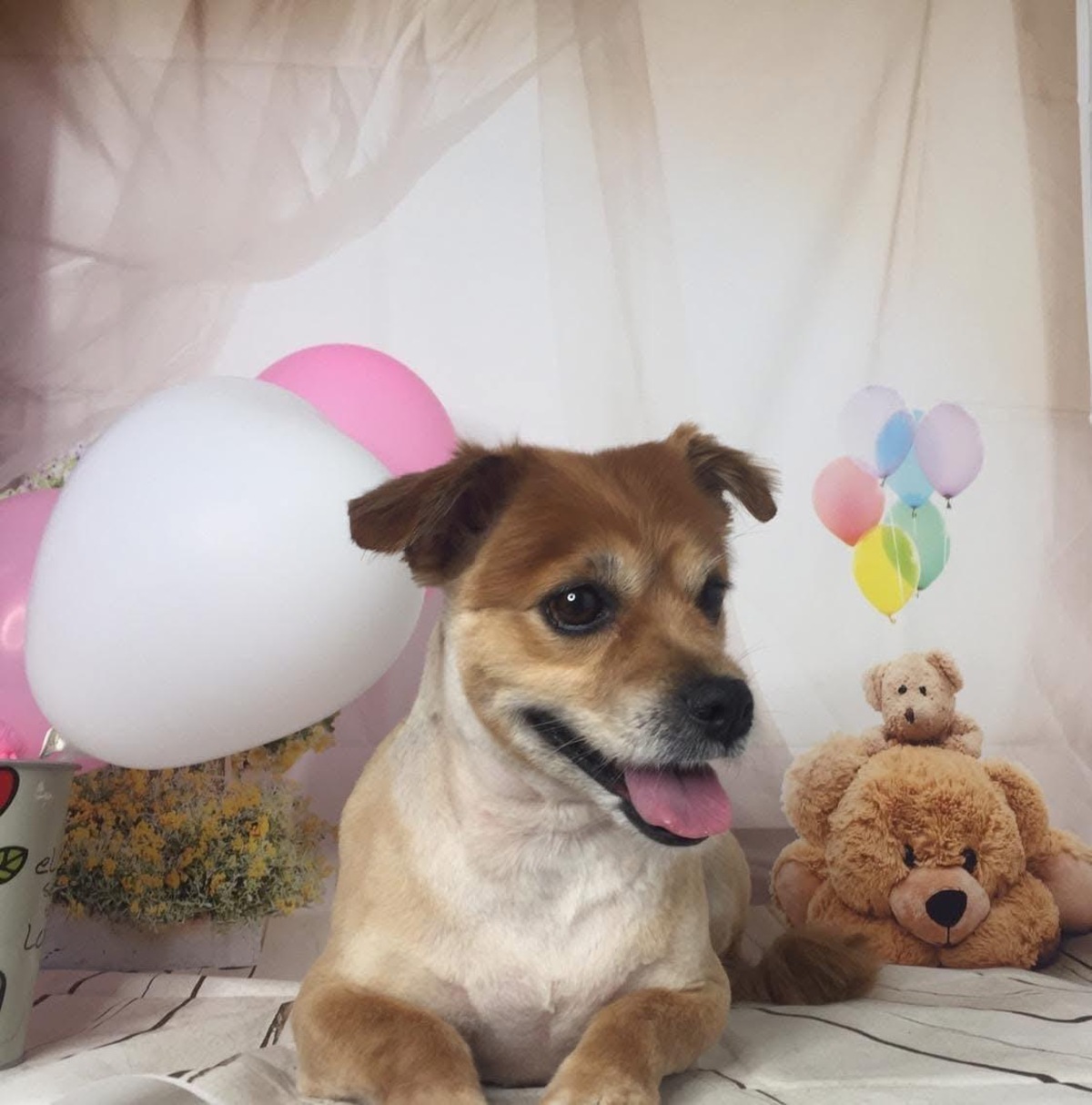 Adoption Linda