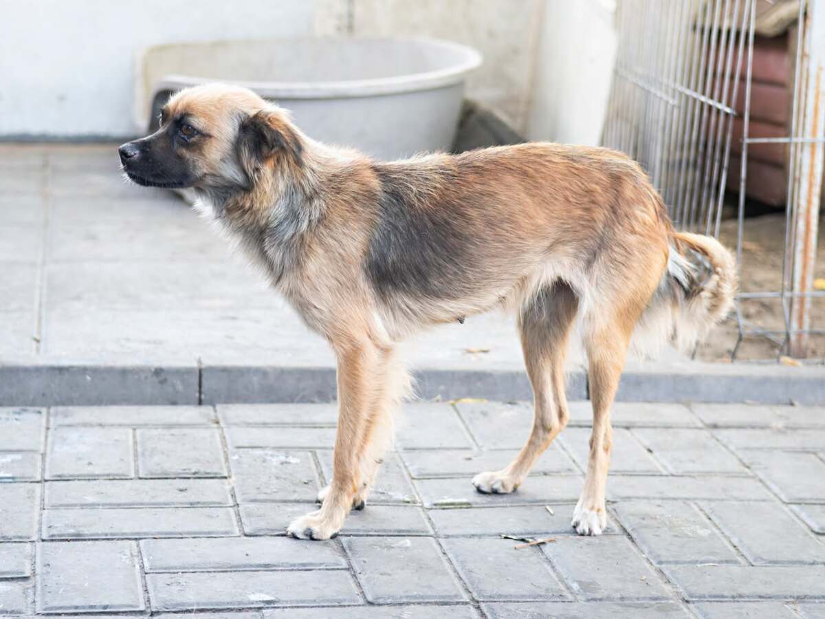 Adoption Sansa