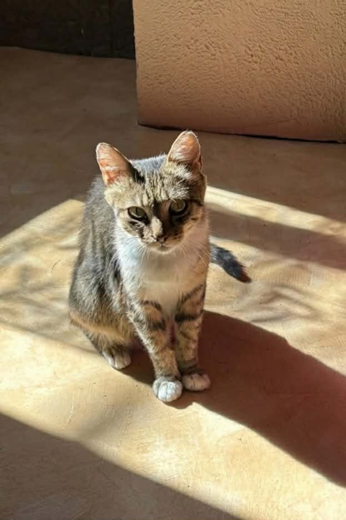 Adoption Carole