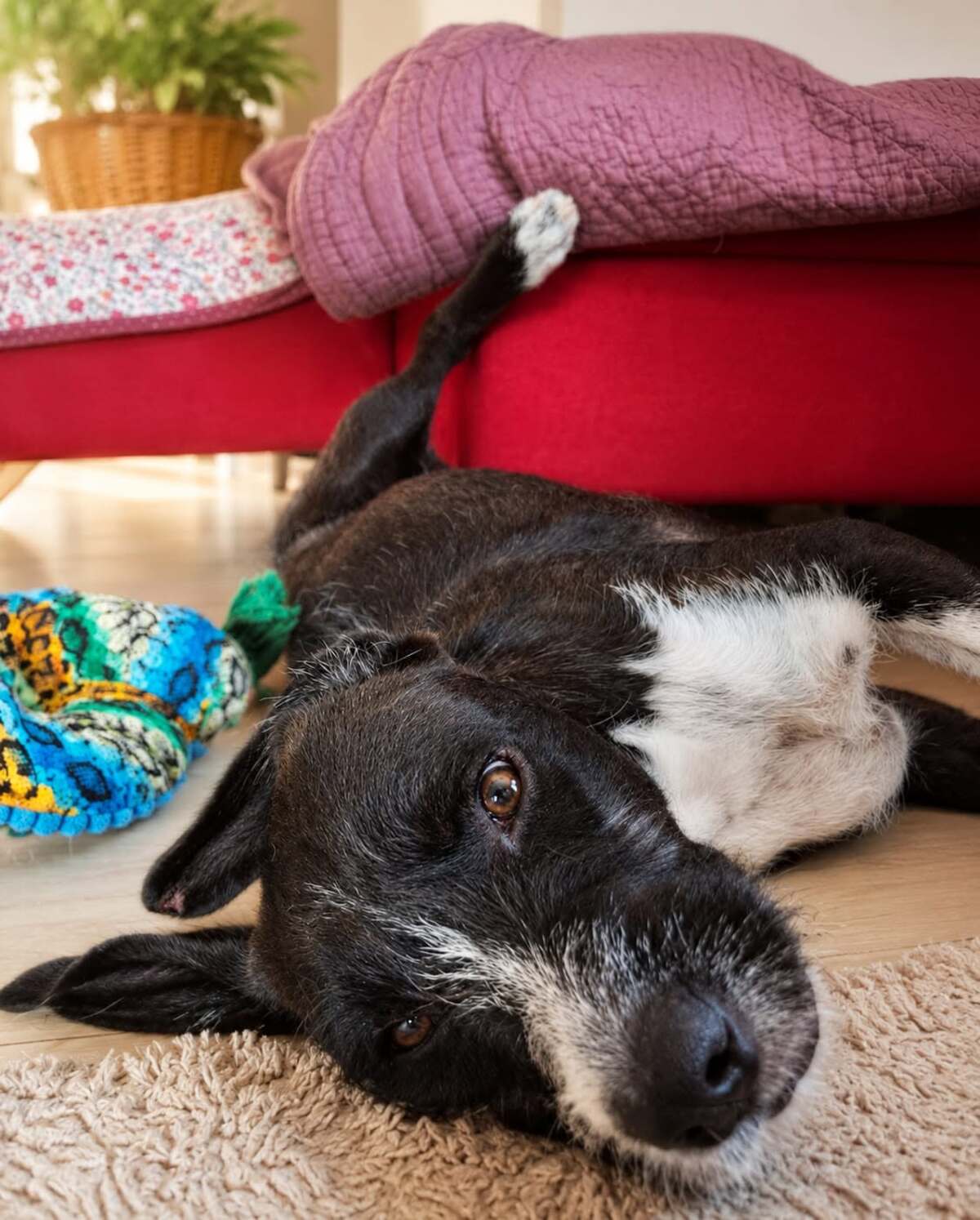 Adoption HAKA