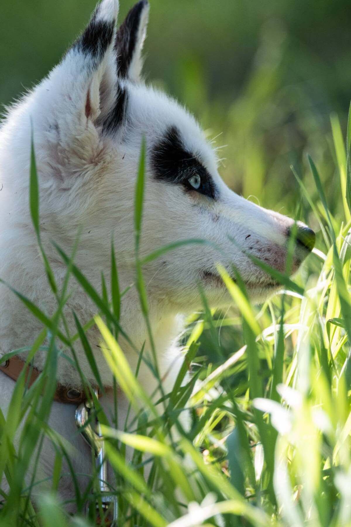 Adoption Summer
