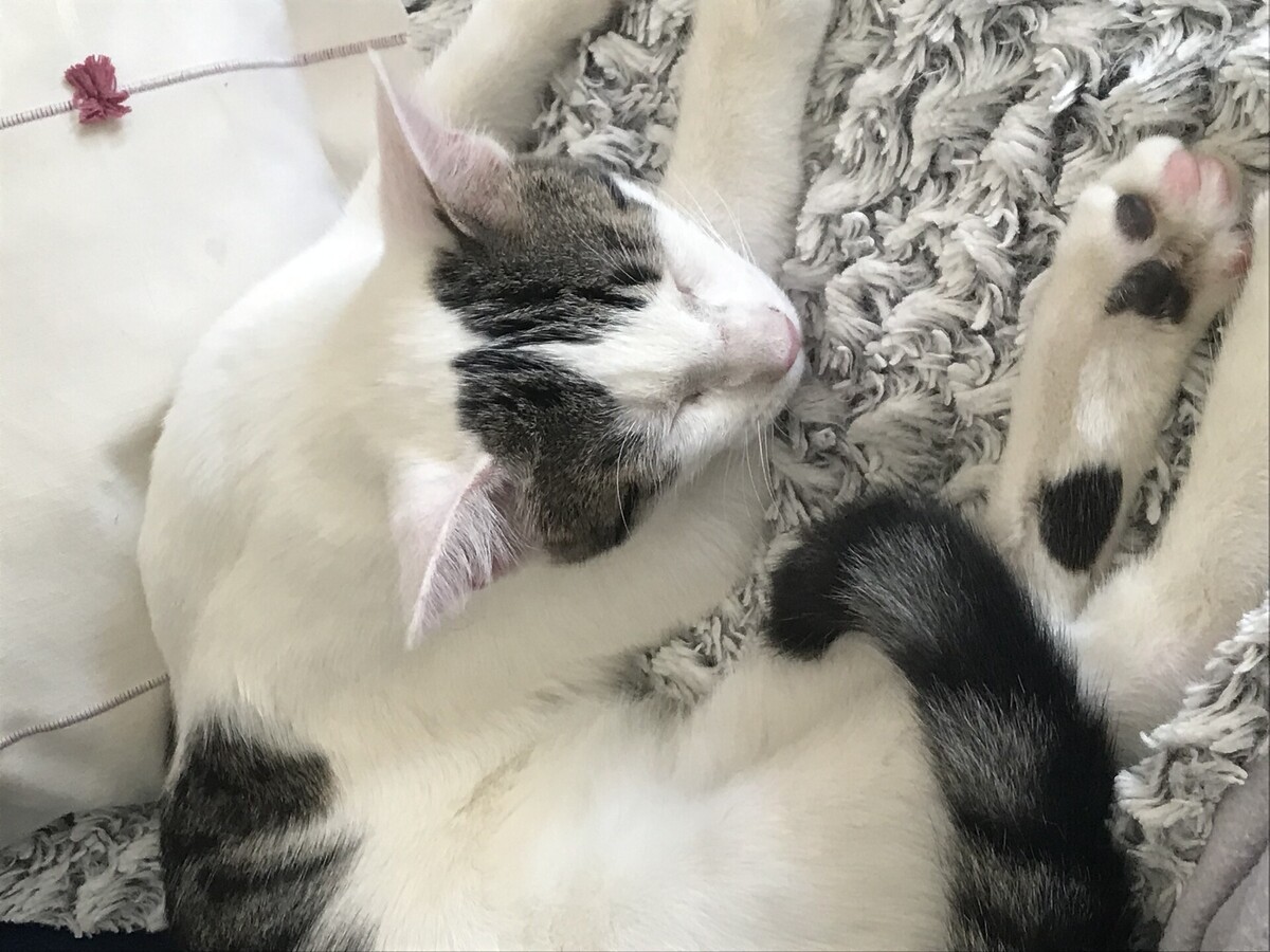Adoption Huggy