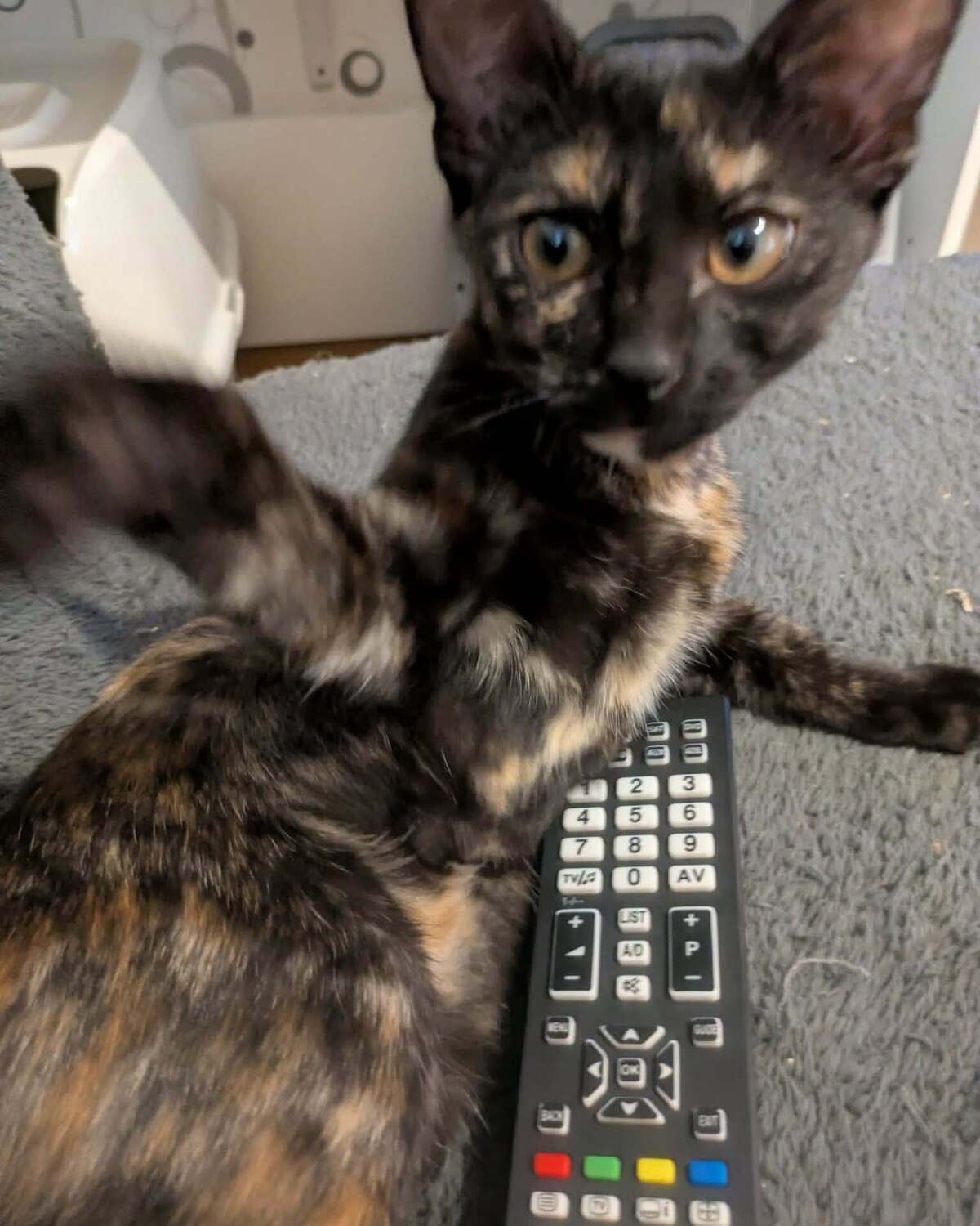 Adoption BOOP