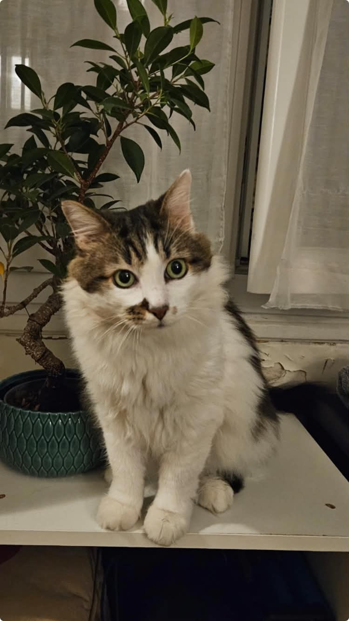 Adoption Hopper