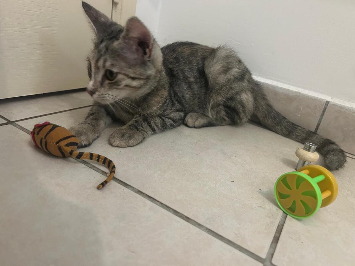 Adoption Mia