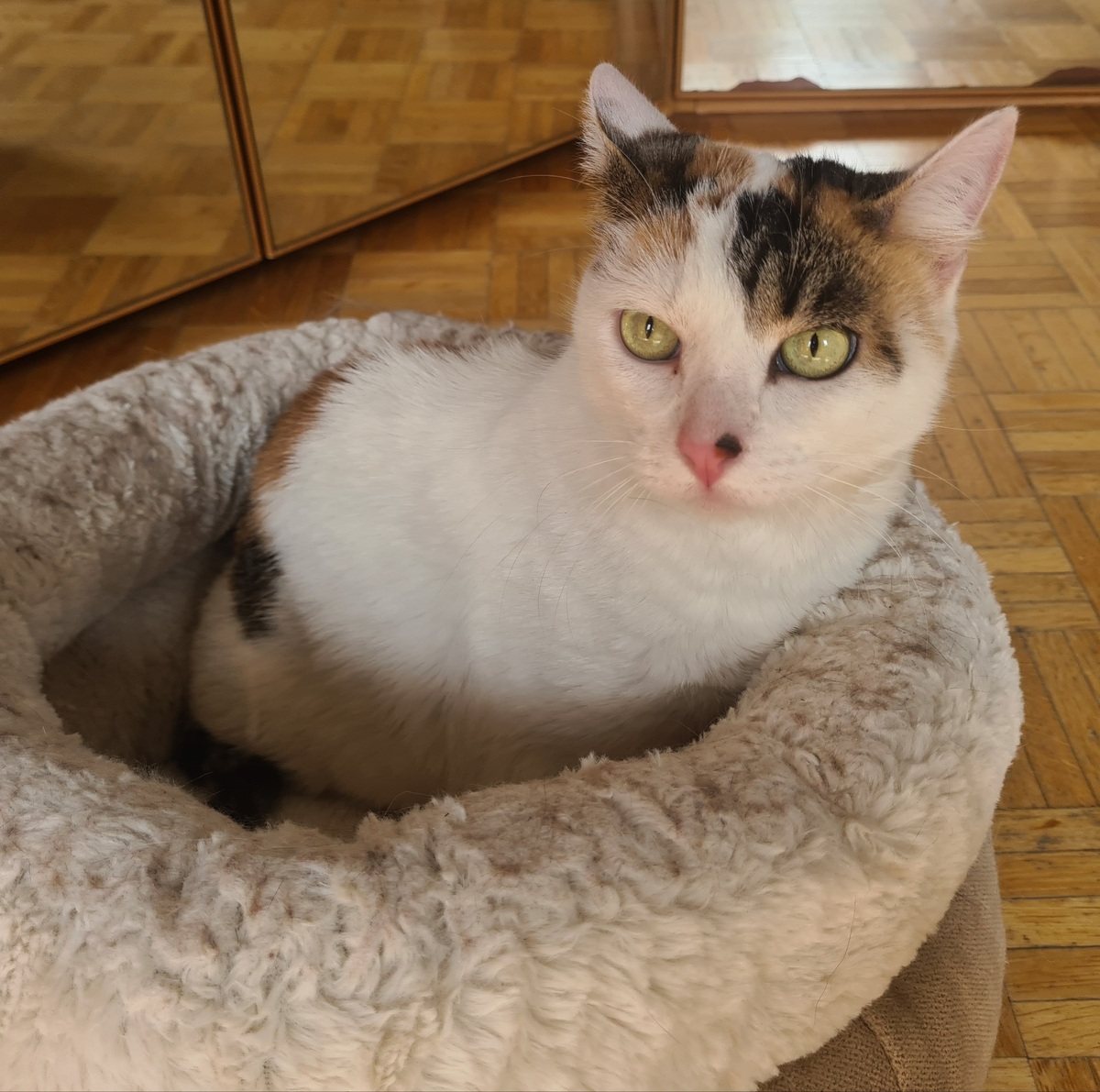 Adoption Astrid 