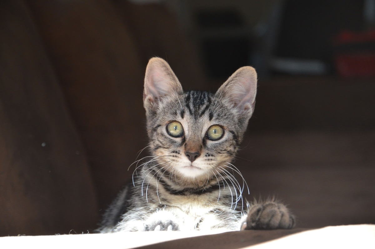 Adoption ATLAS
