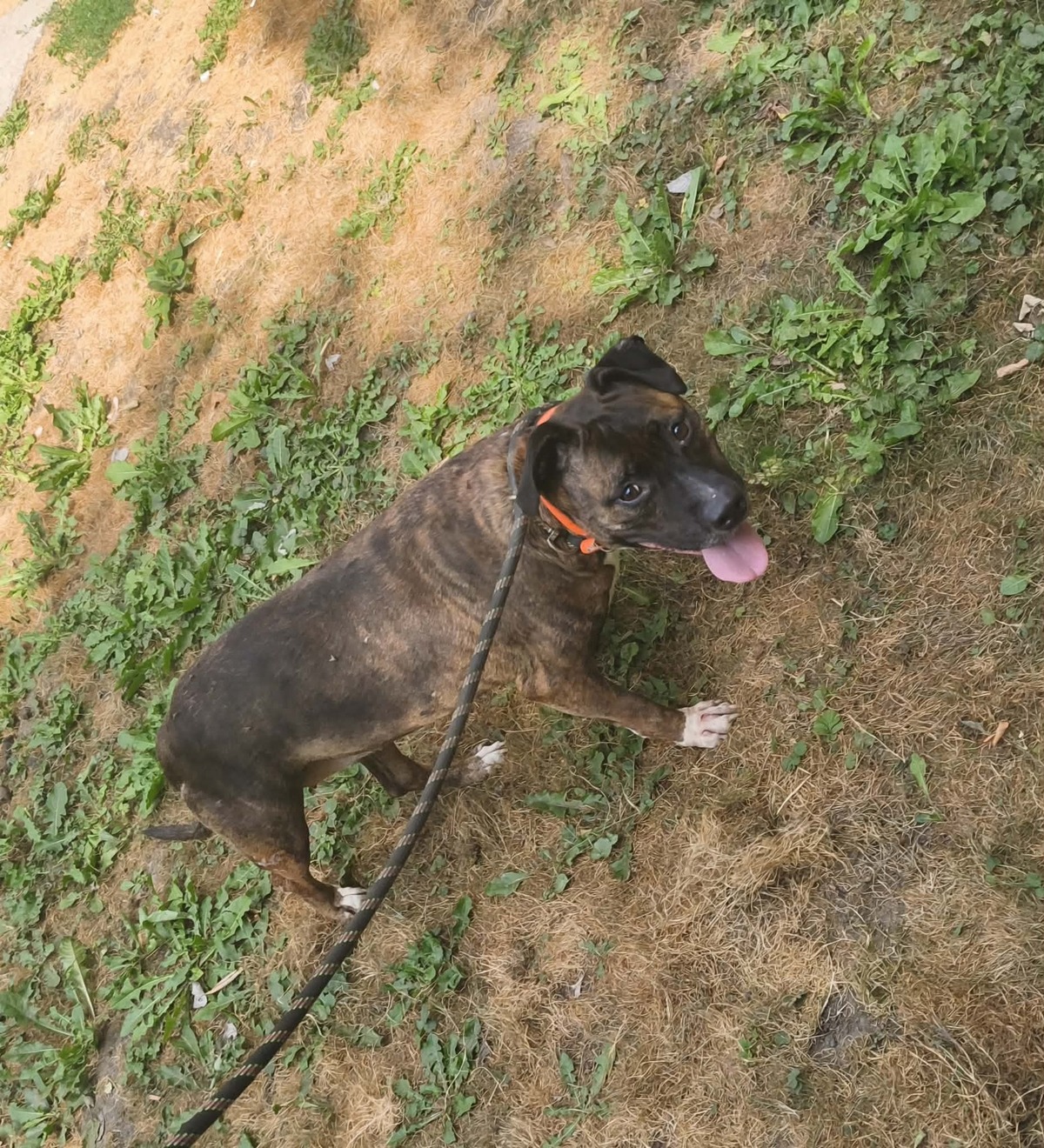 Adoption Nikita