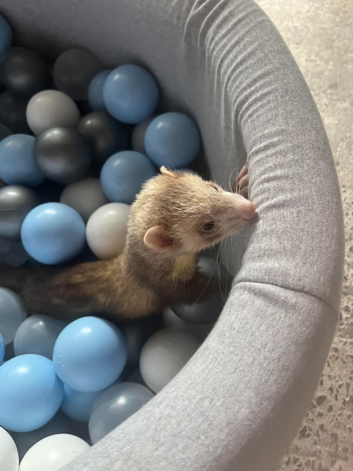 Adoption Tia