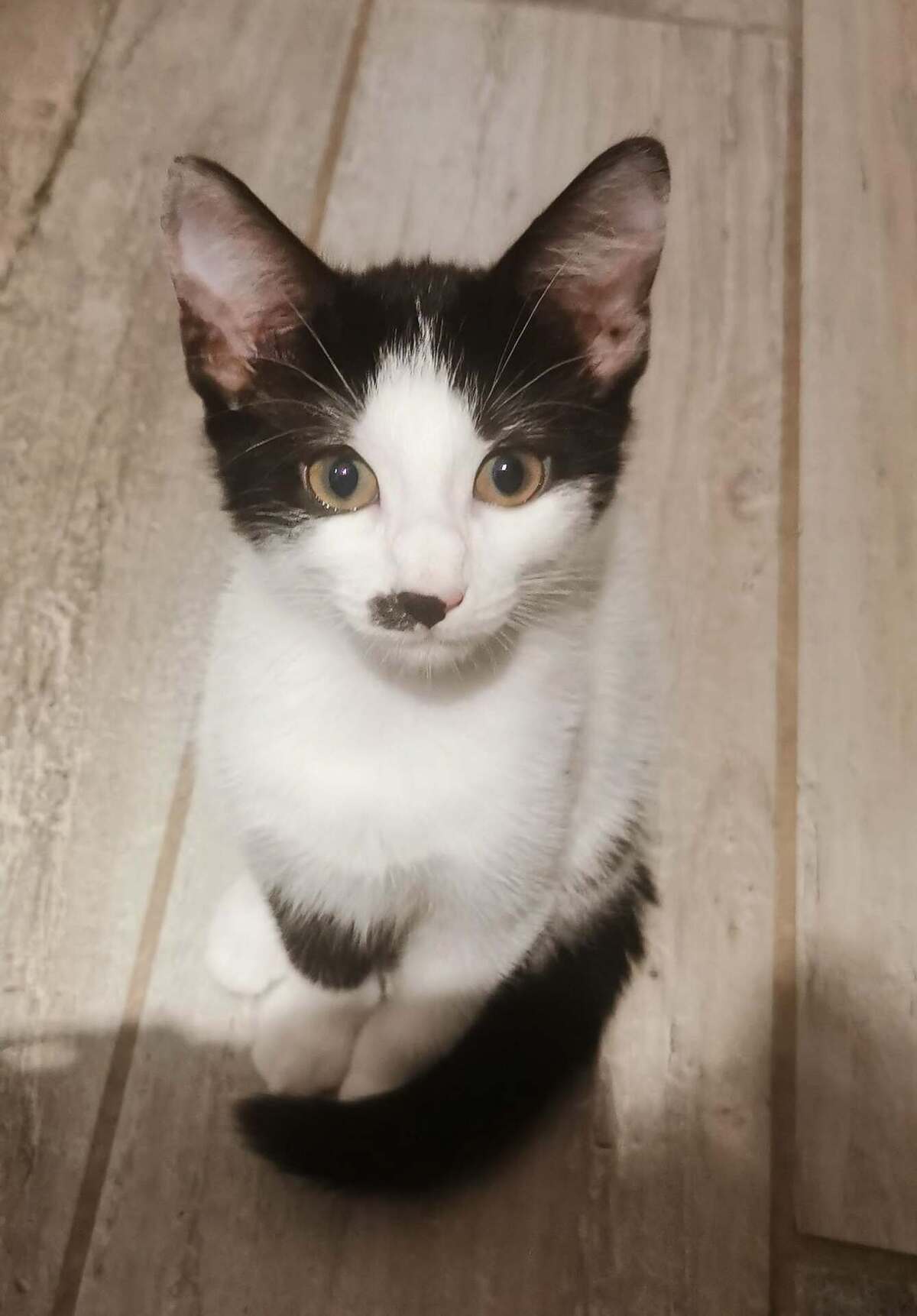 Adoption Samba
