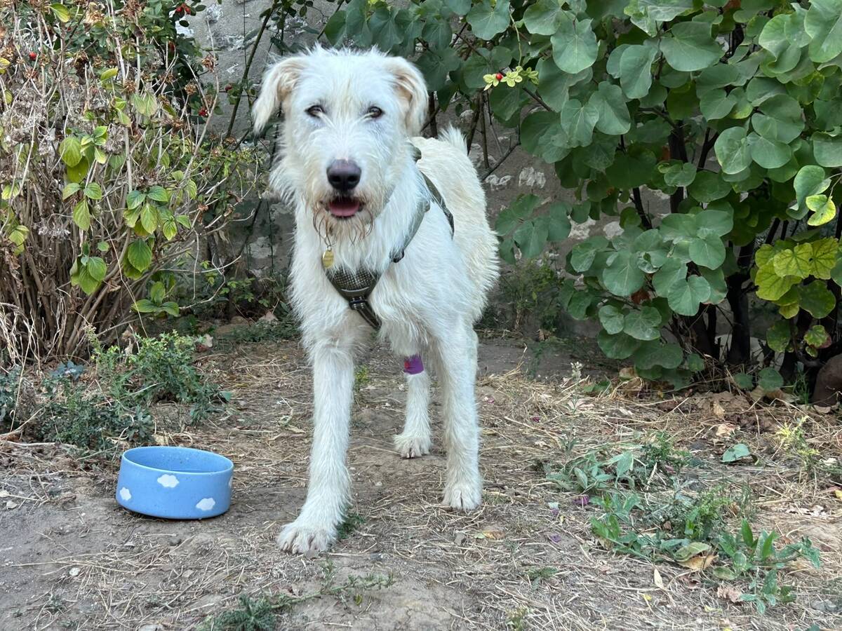 Adoption Perla