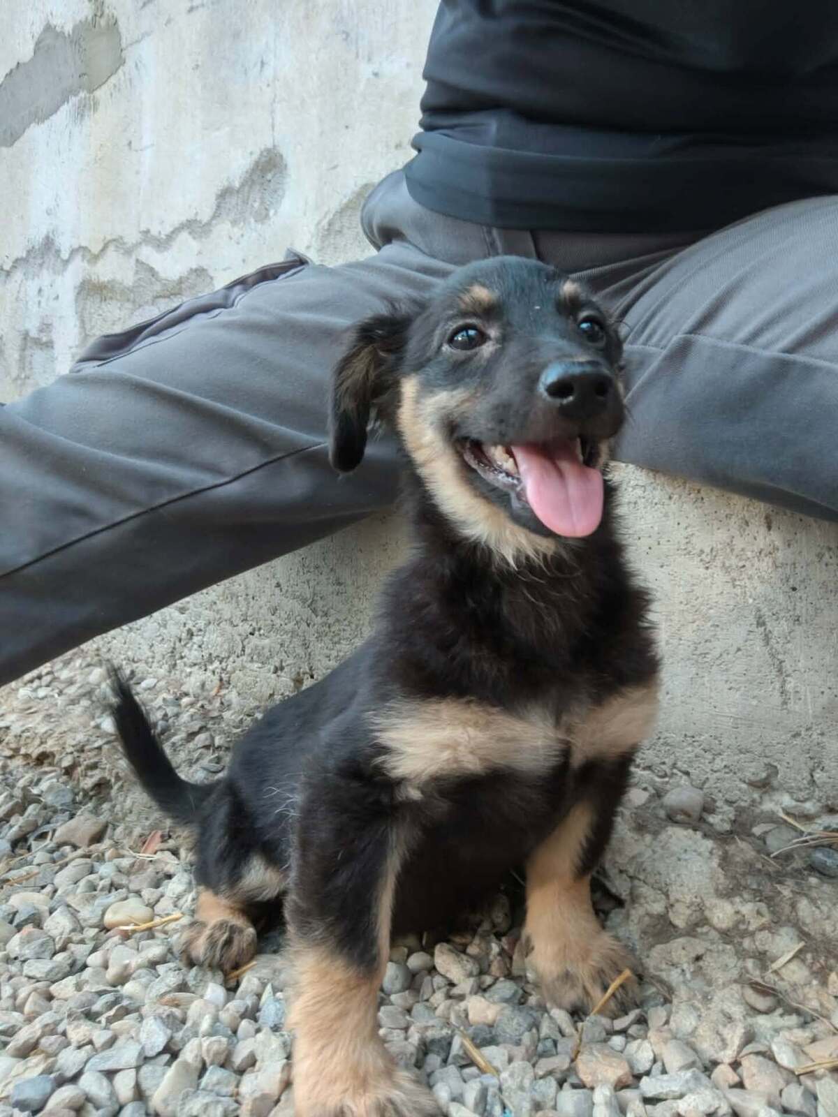 Adoption Chouquette
