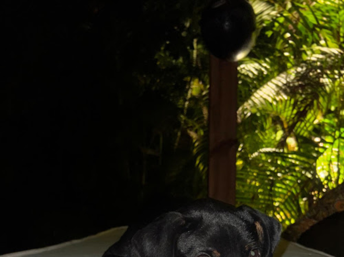 Adoption Manea