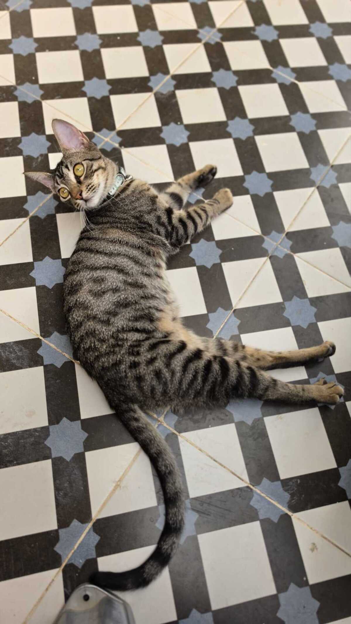Adoption LOTY