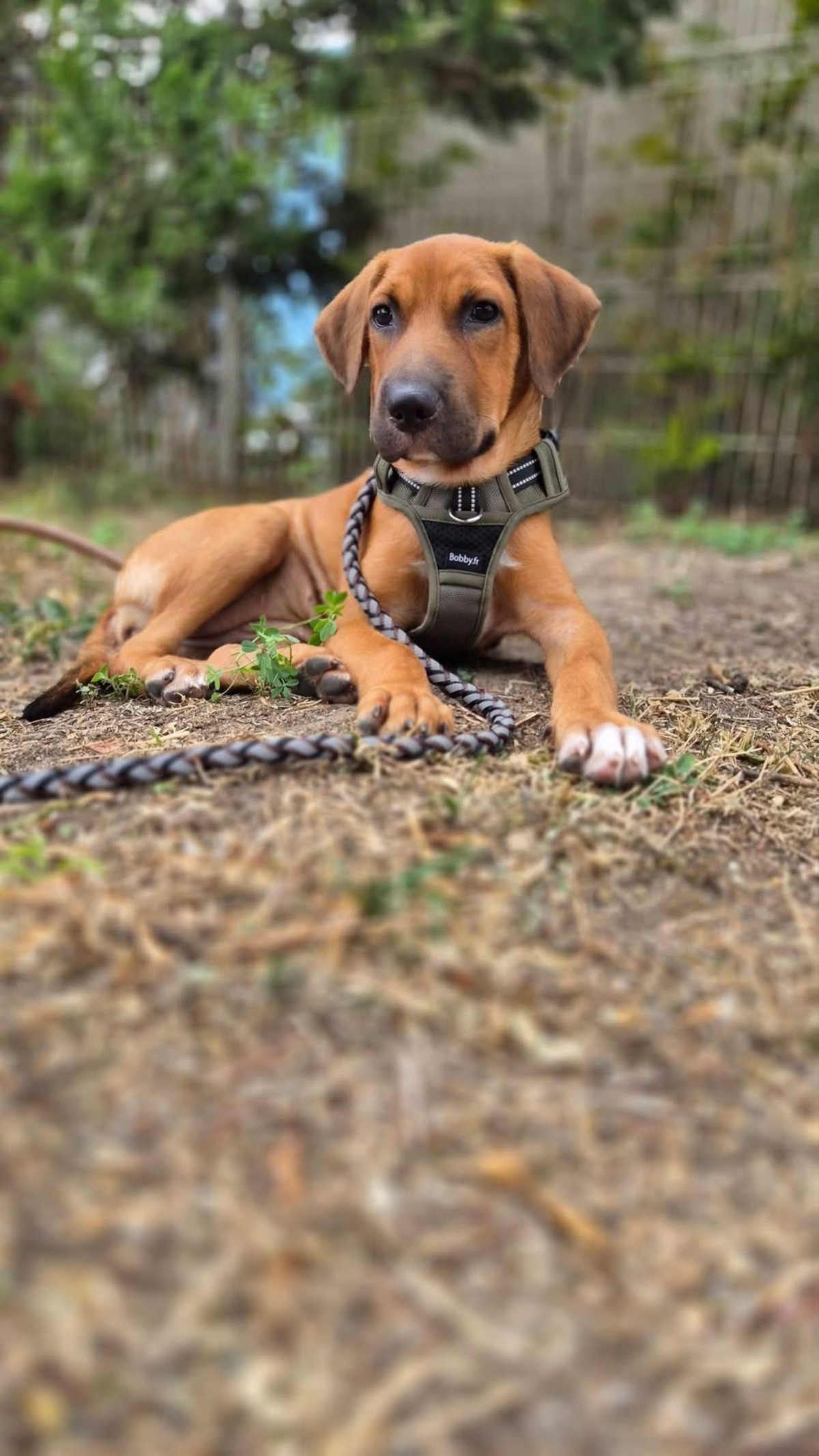 Adoption Cavale
