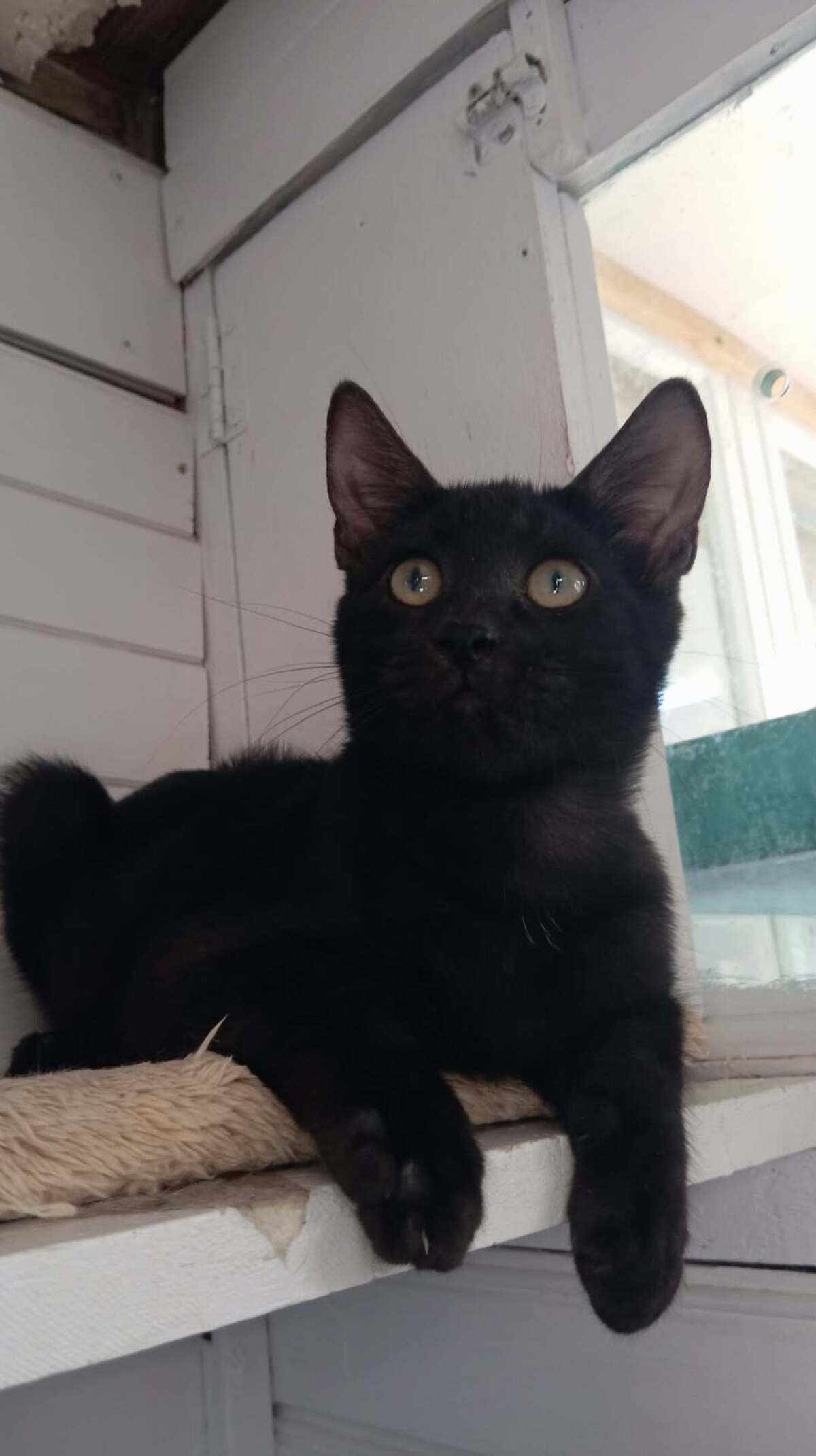 Adoption Romain