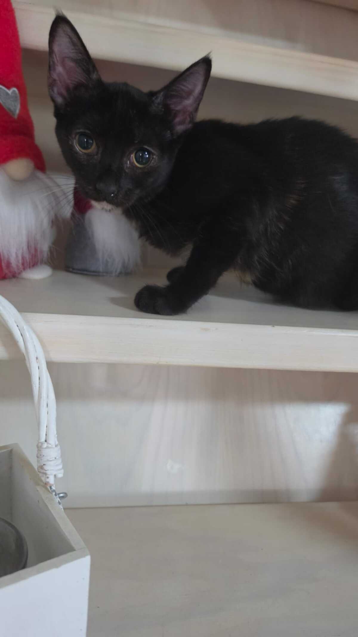 Adoption Felicia
