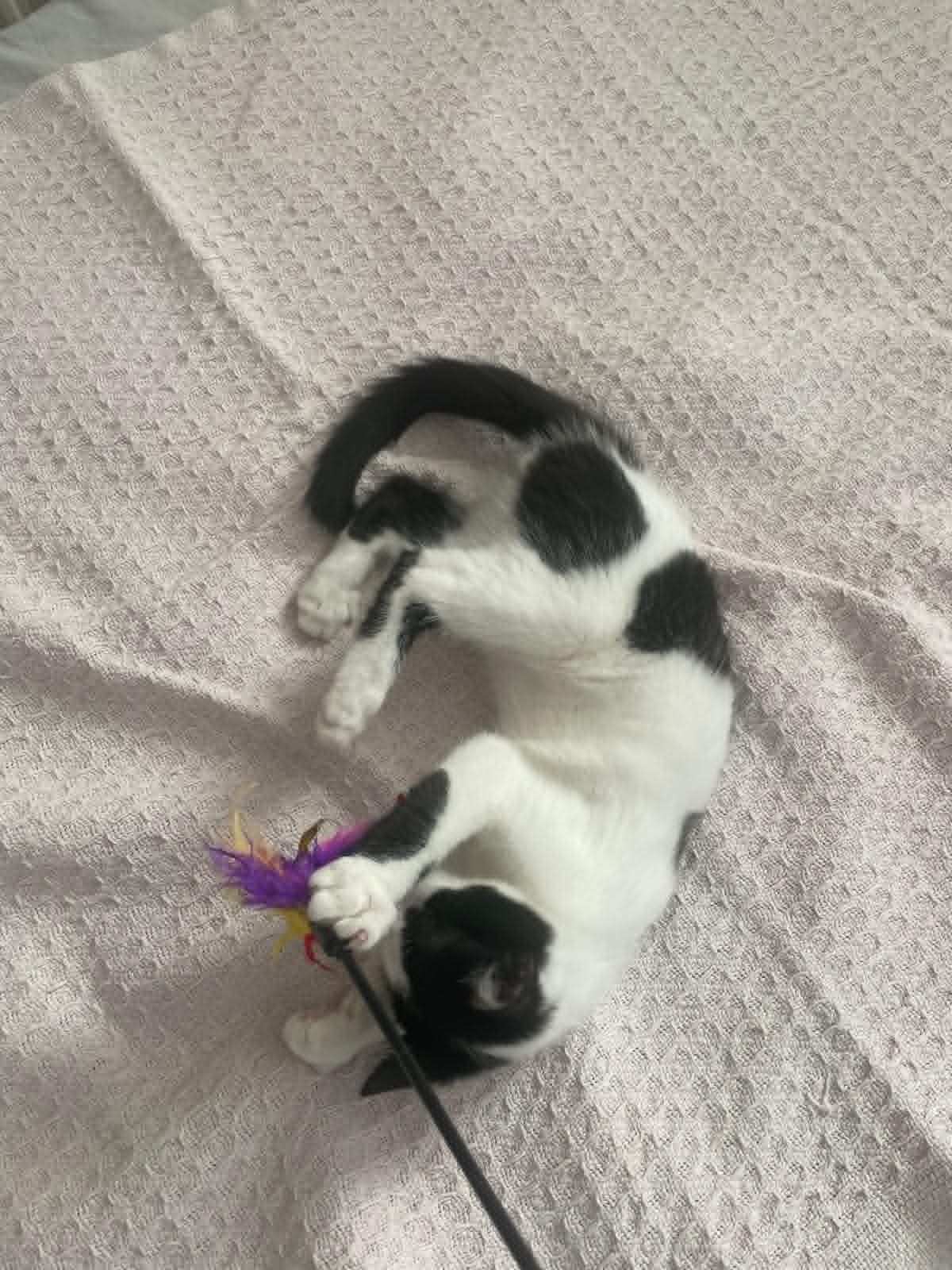 Adoption Arthur