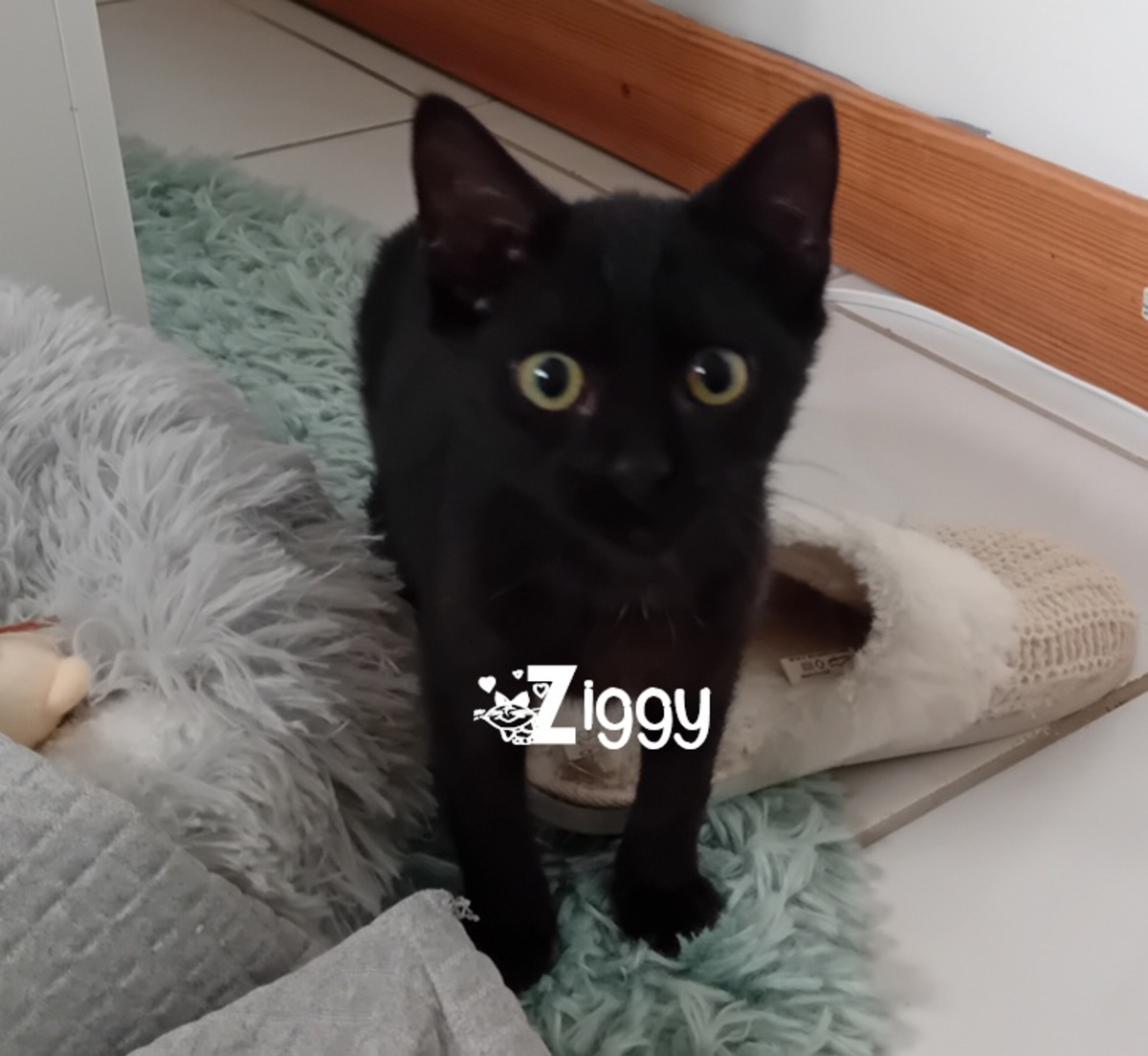 Adoption Ziggy