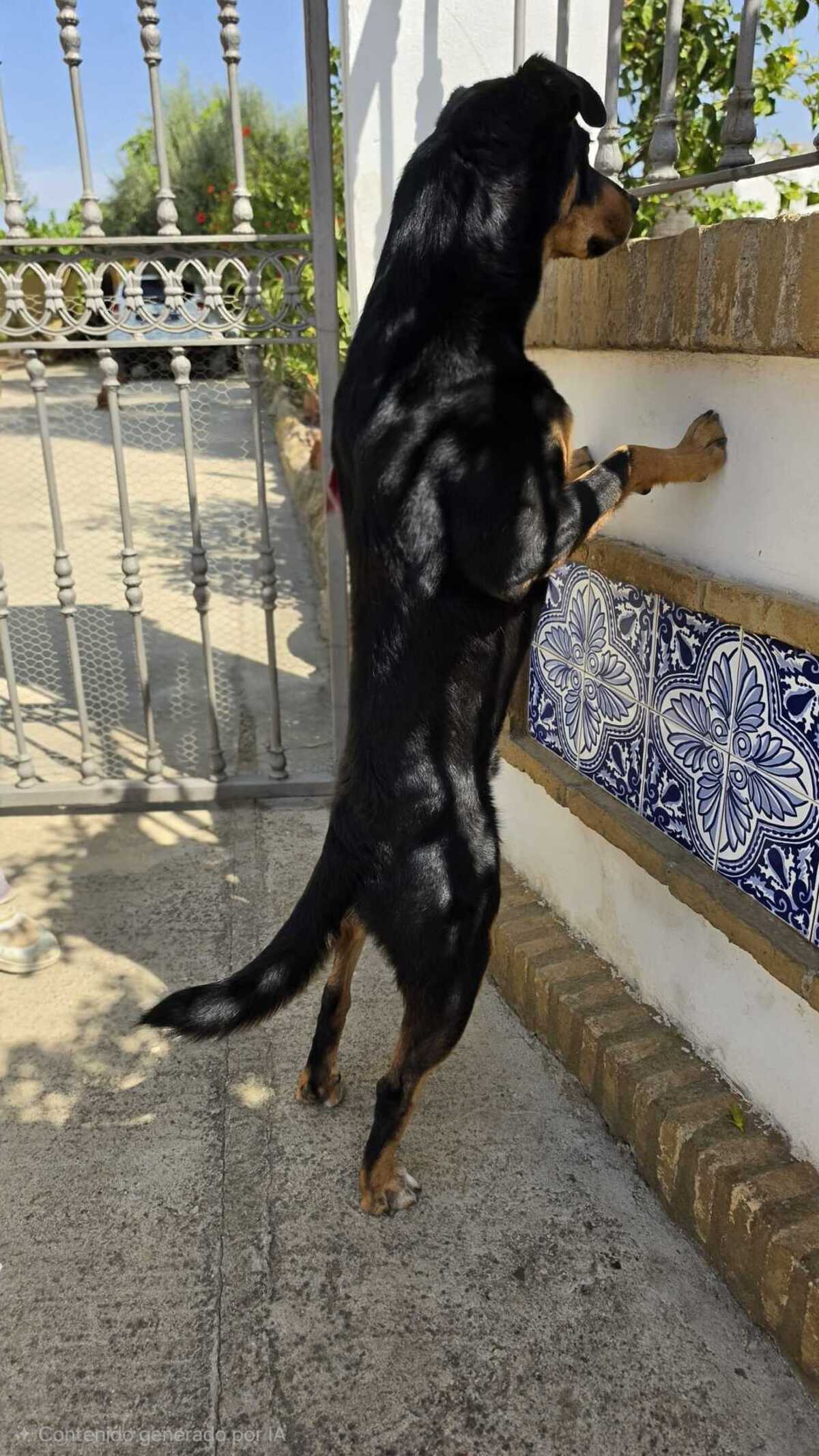 Adoption Yori