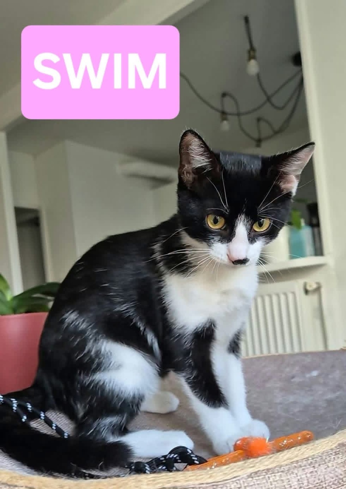 Adoption Swim et Filonna 