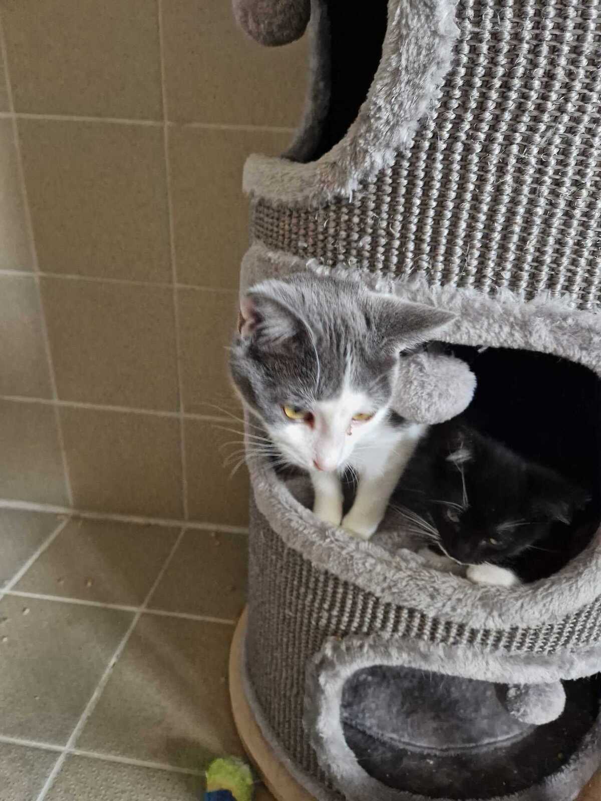 Adoption Buffy