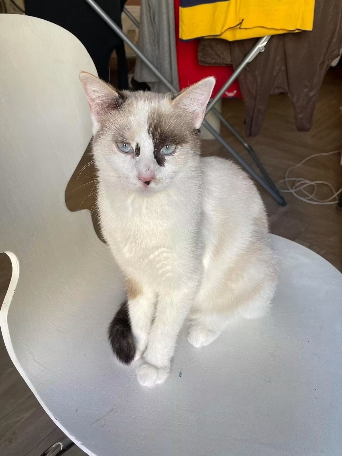 Adoption Cadanse 