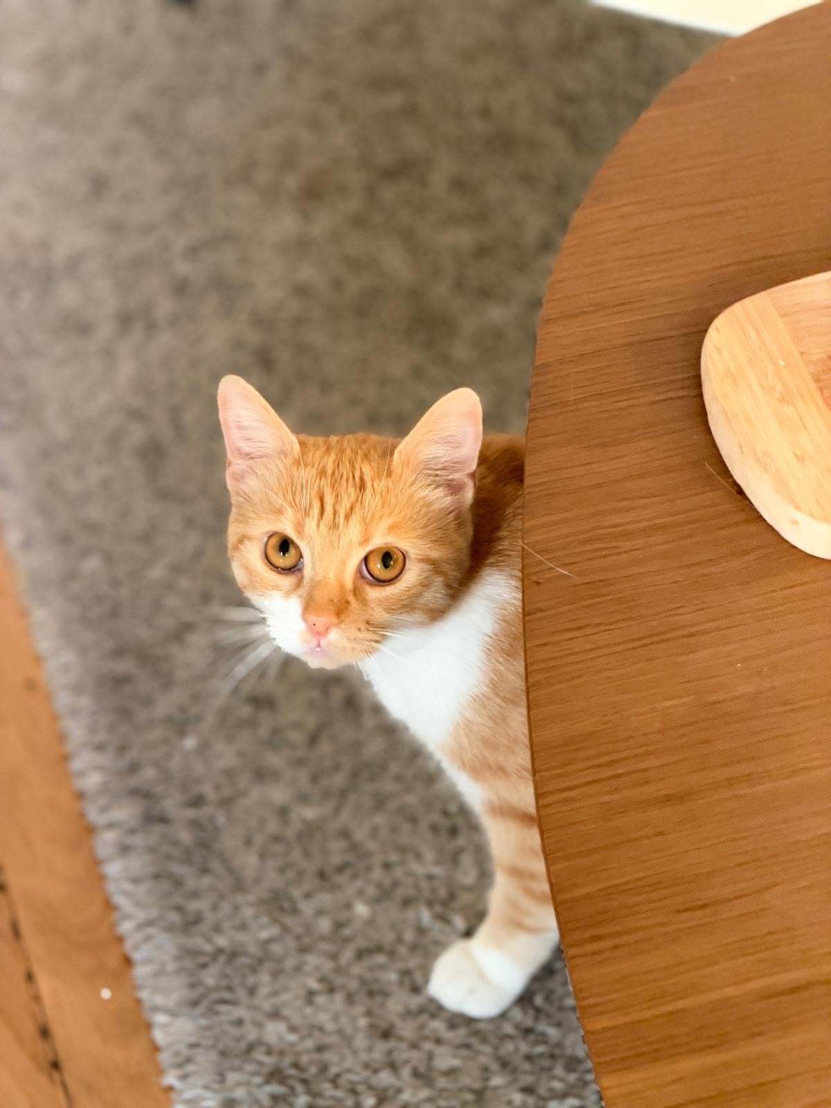Adoption Harry