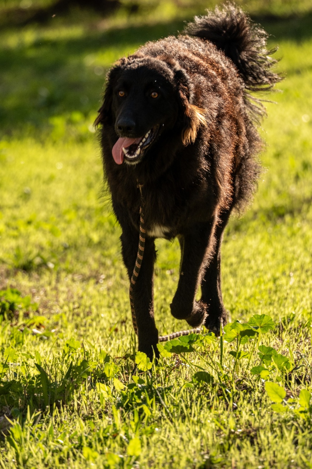 Adoption Baloo