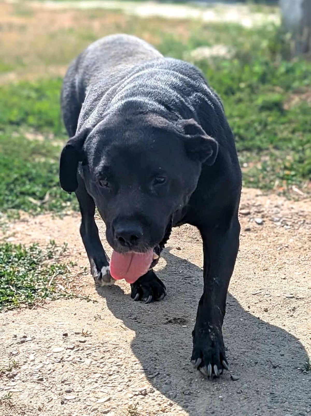 Adoption Trudy