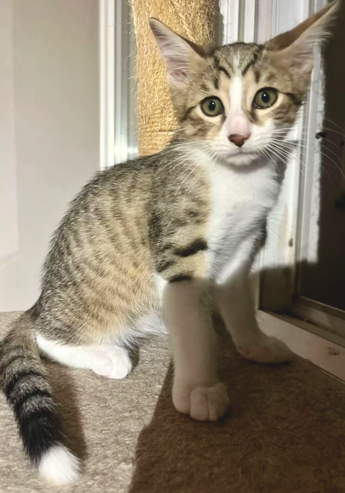 Adoption Bagou