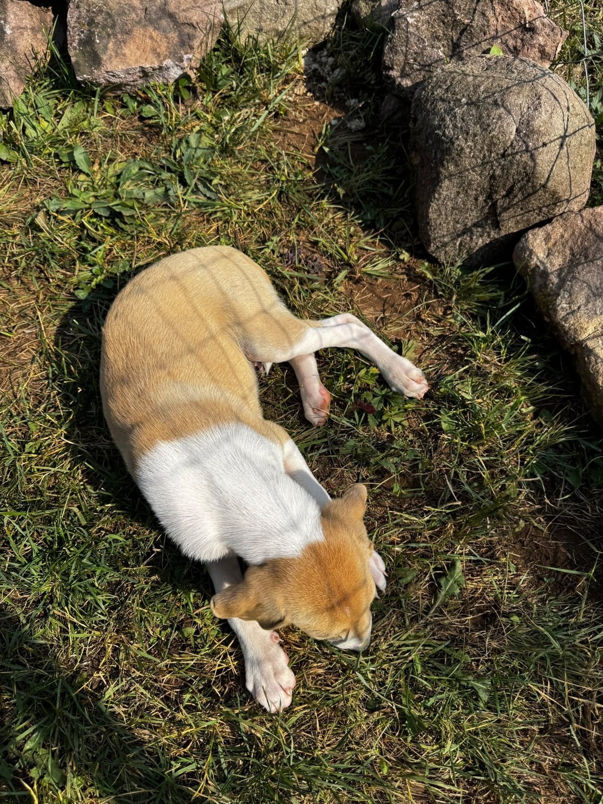 Adoption Toby
