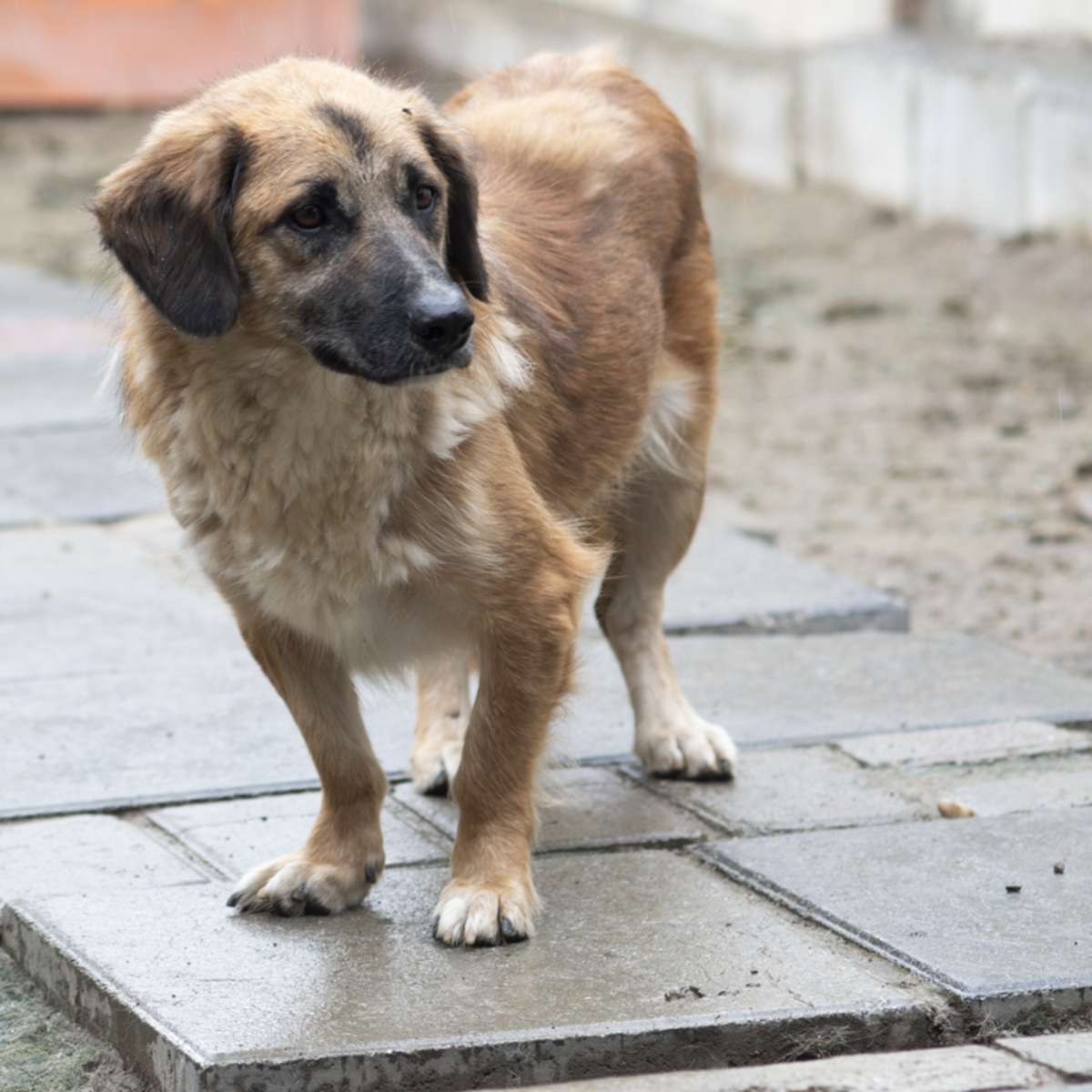 Adoption Louki