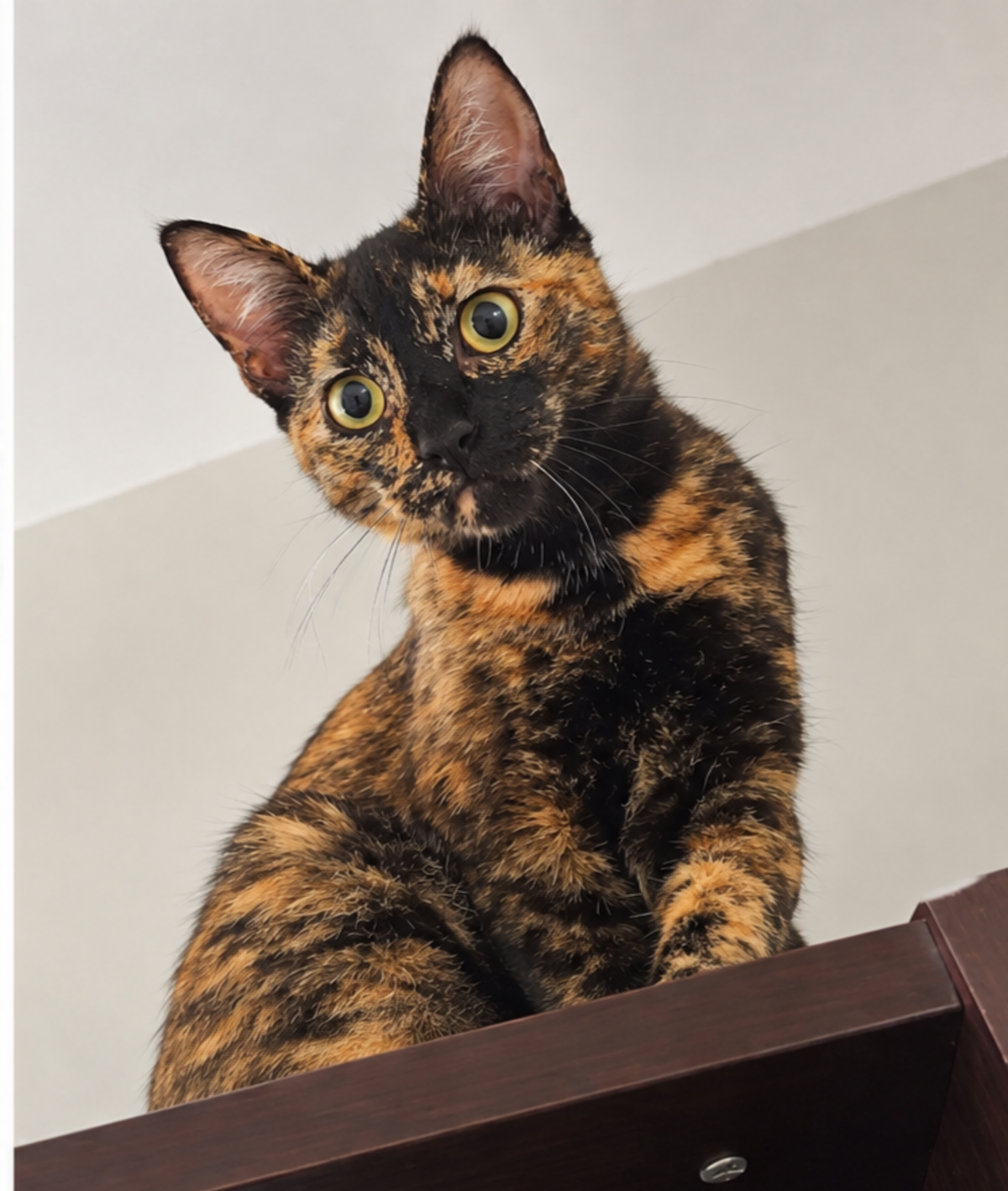 Adoption Lysandre