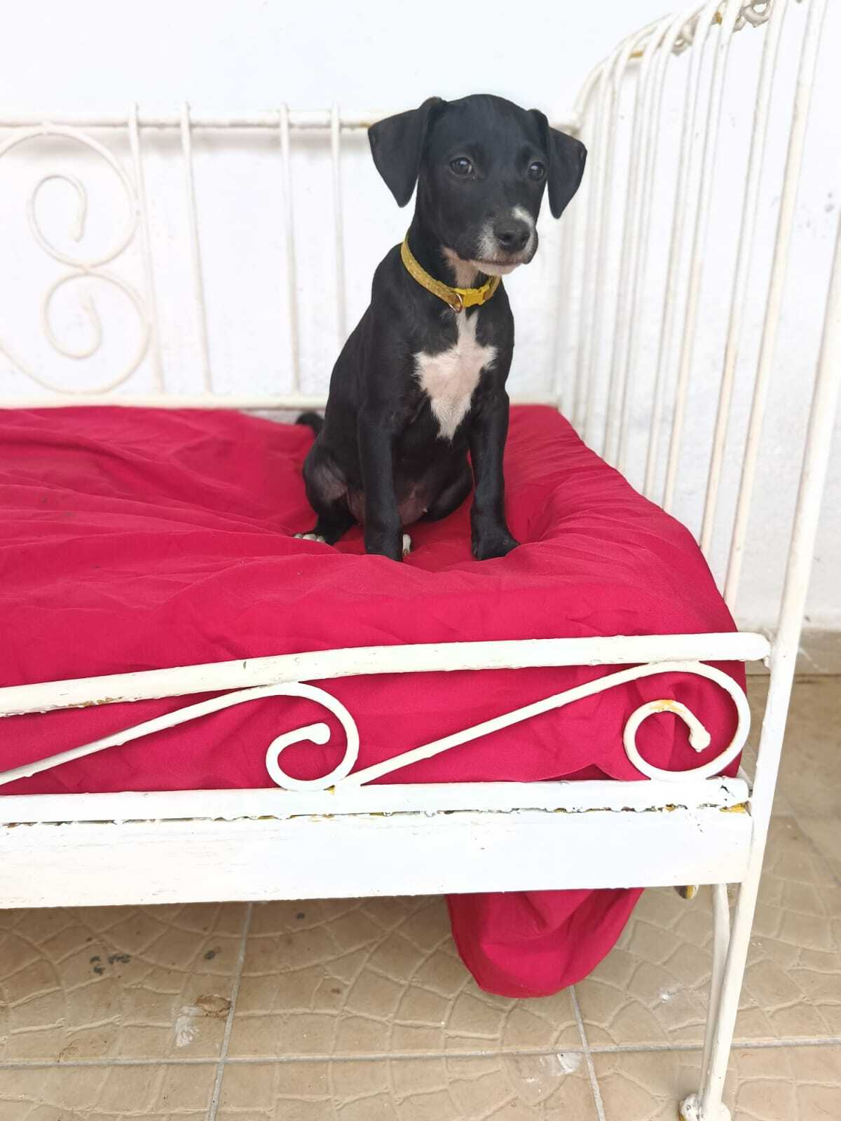 Adoption Ywa