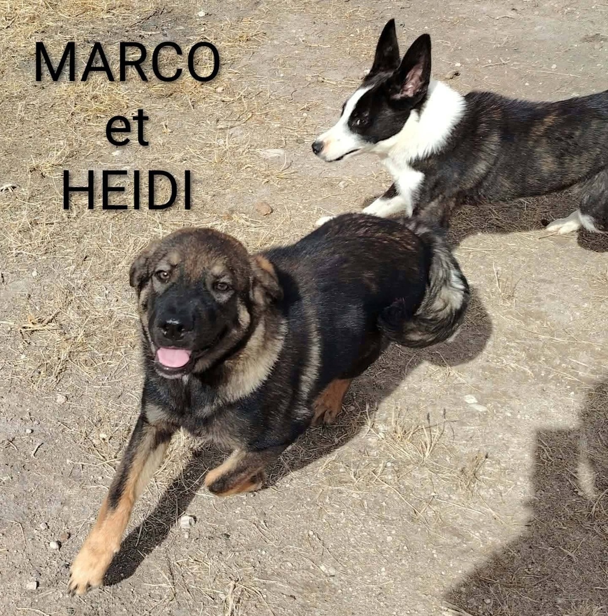 Adoption Marco