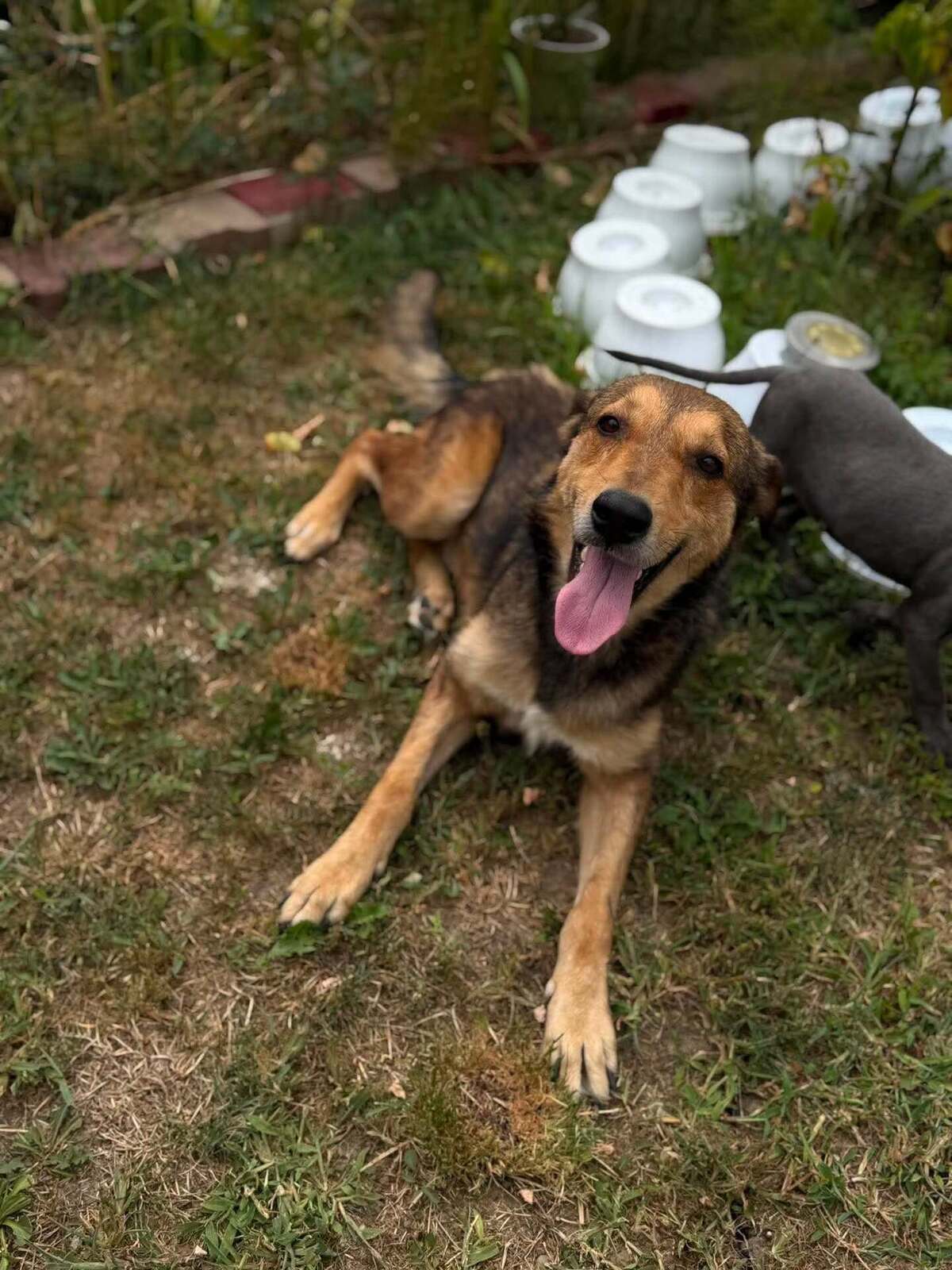 Adoption Kaito