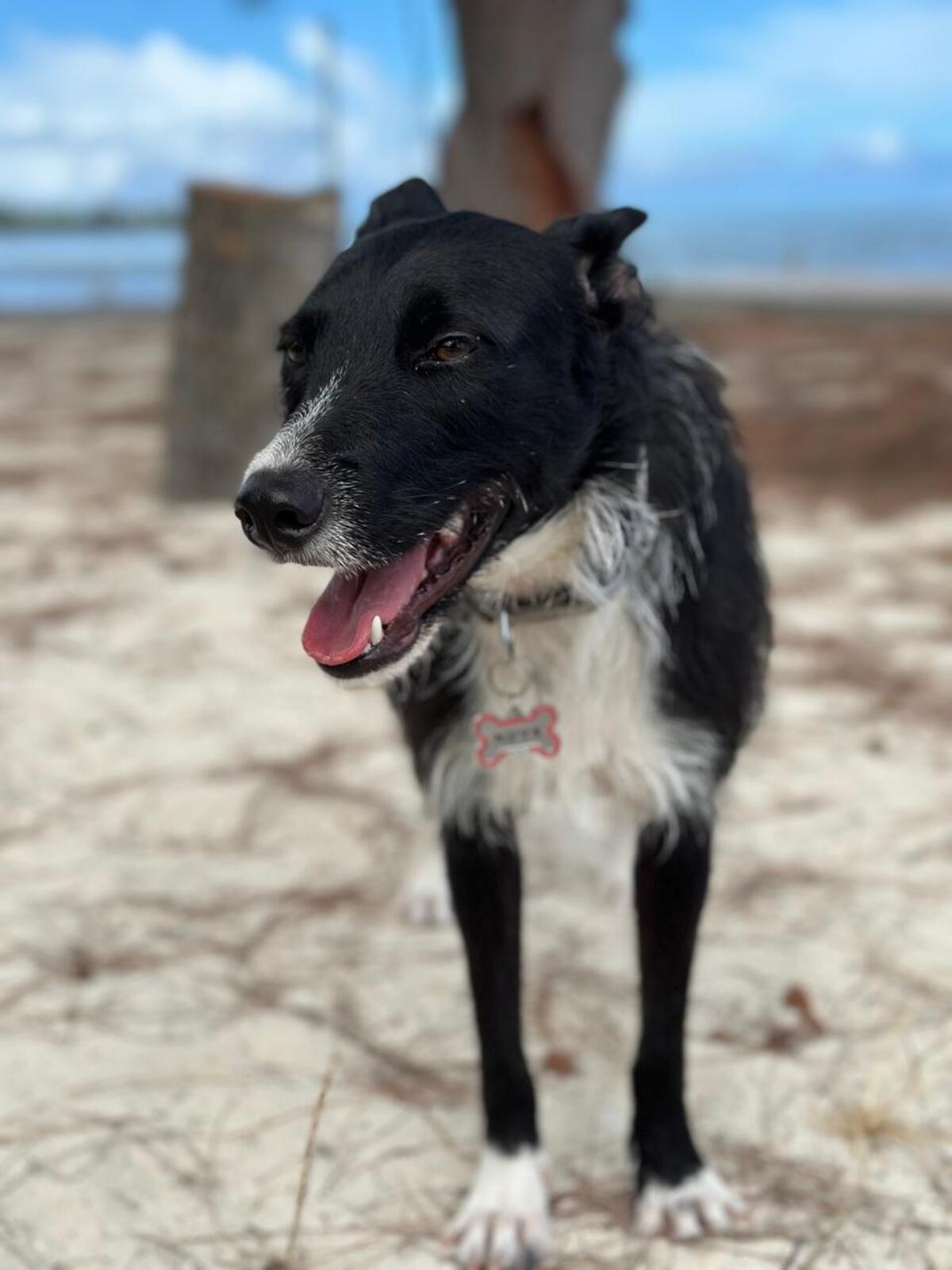 Adoption CONNIE