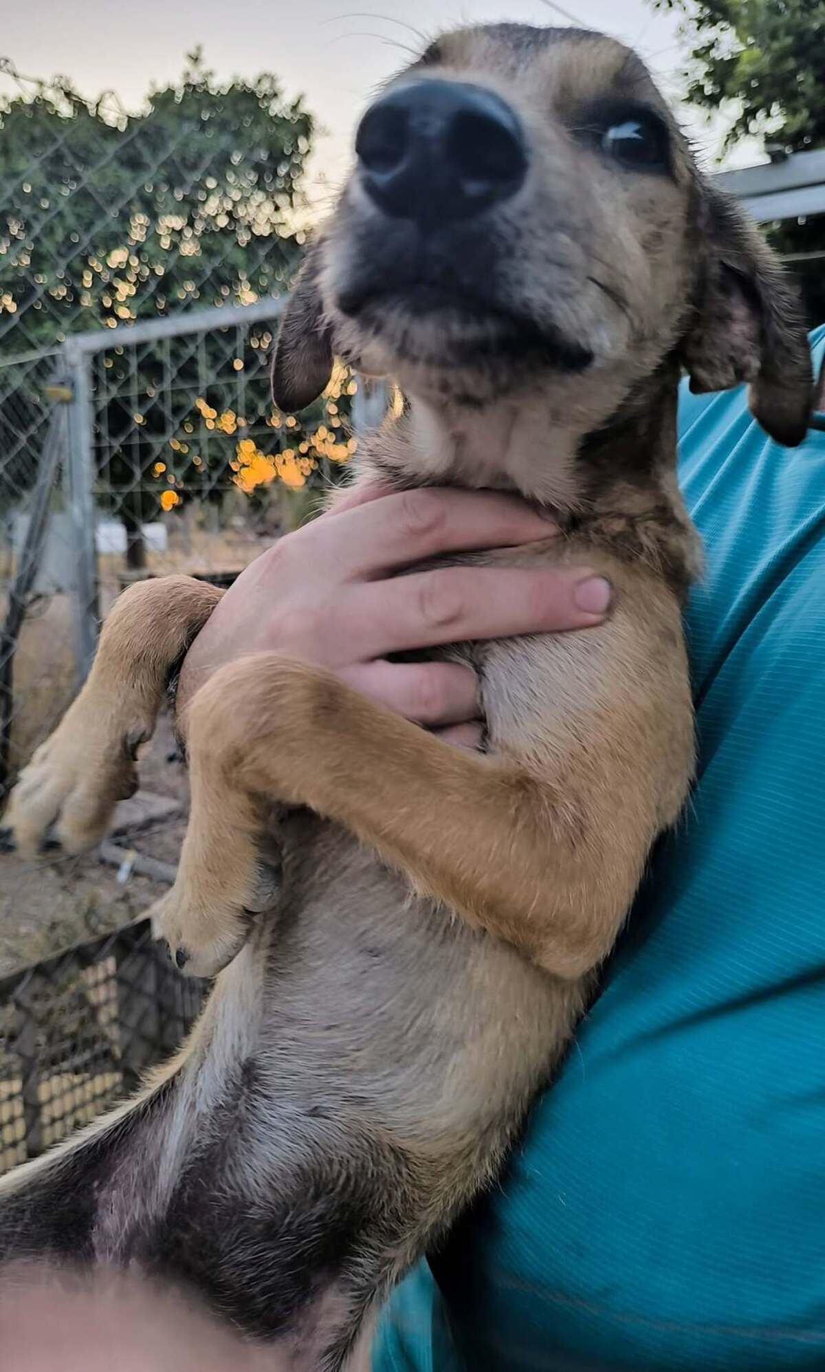 Adoption Sandía
