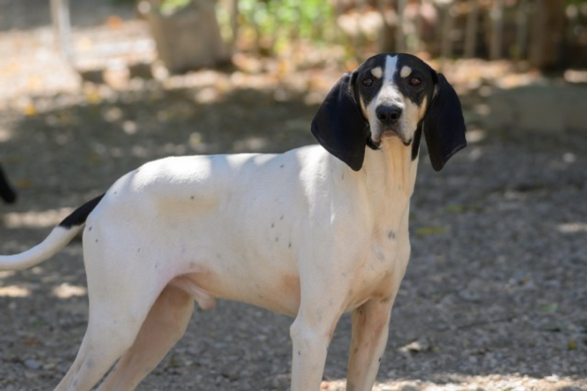 Adoption Toto