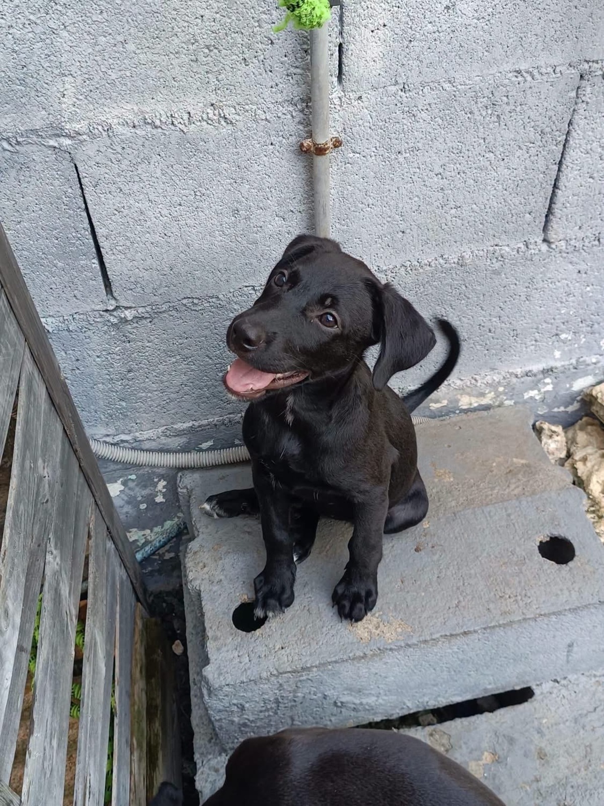 Adoption Onyx