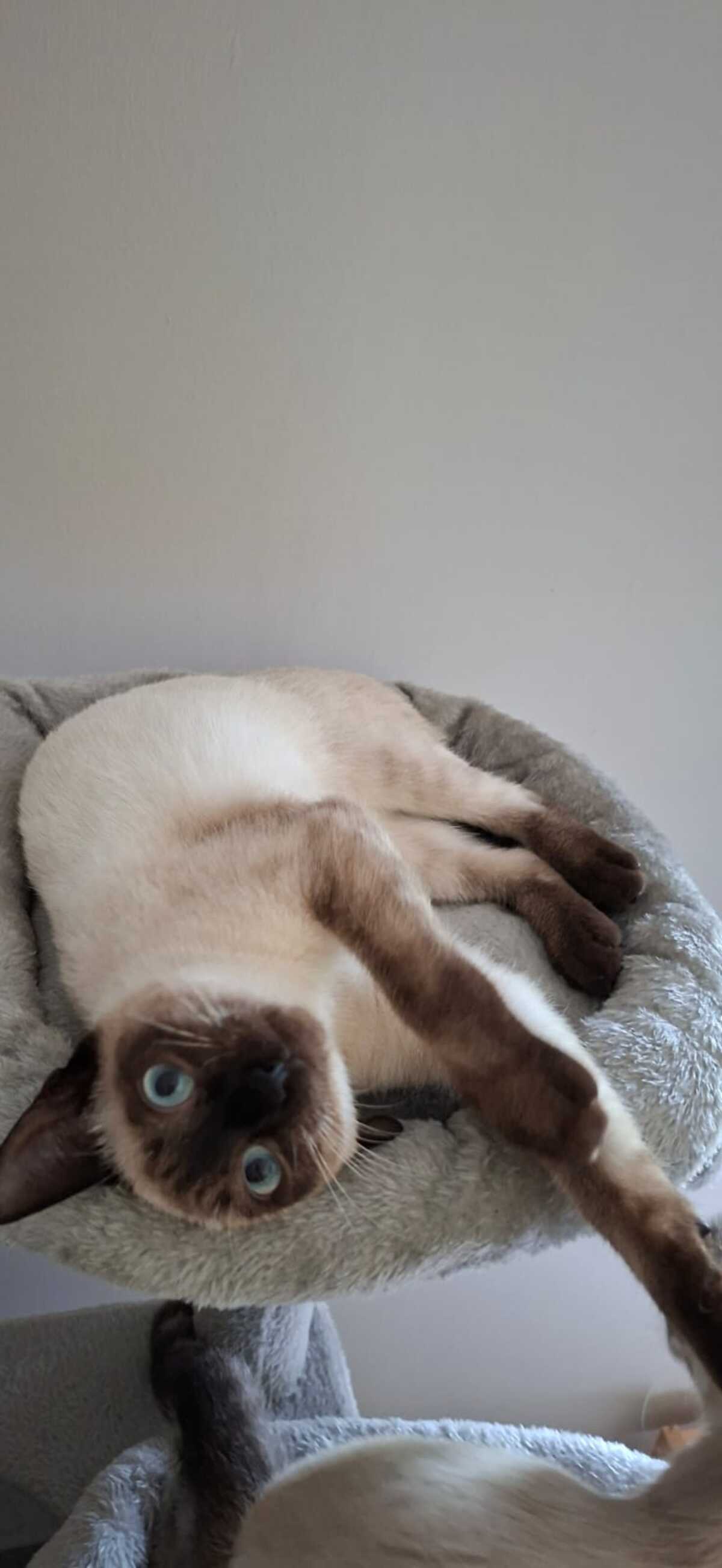 Adoption BELLADONE