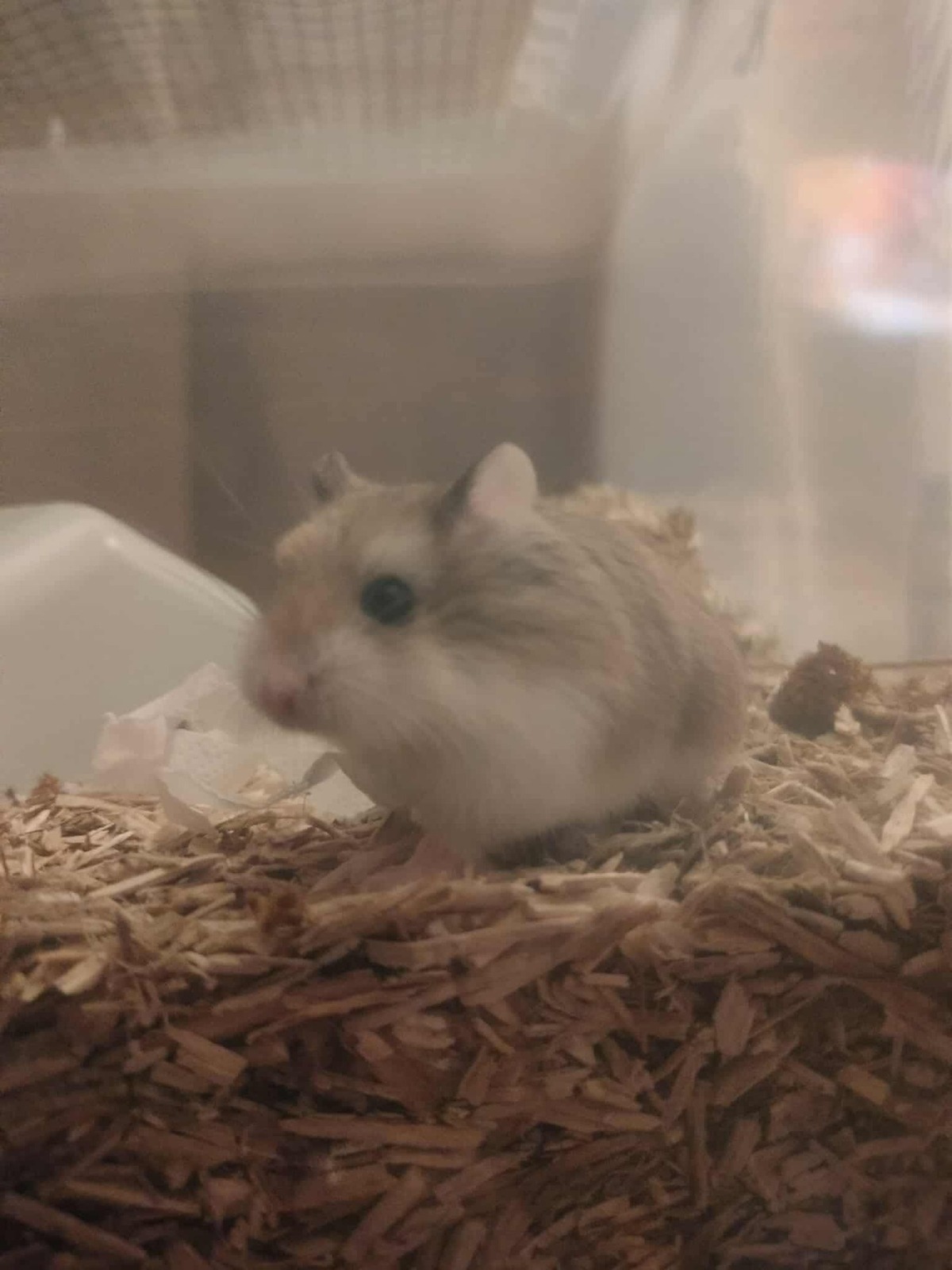 Adoption Tibou